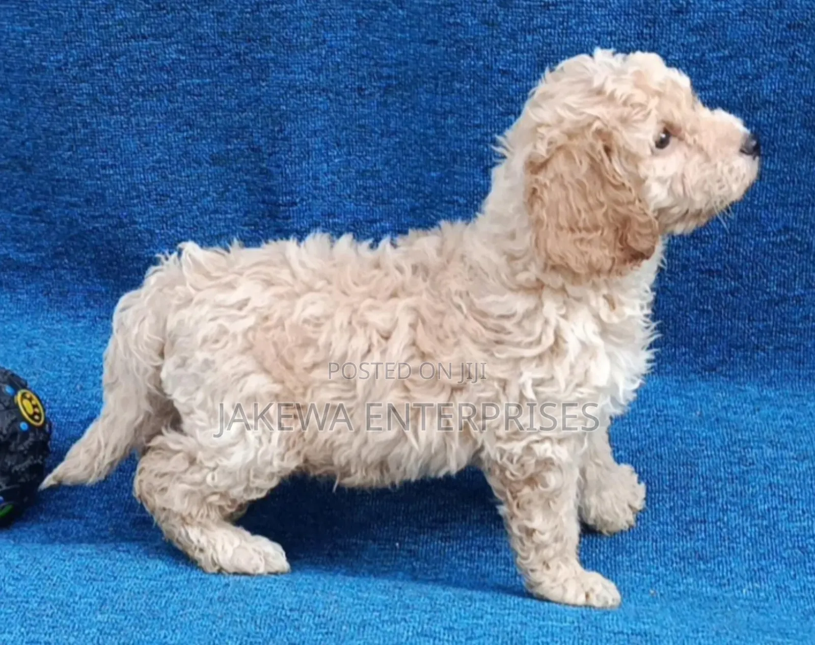 1-3 months Male Purebred Poodle