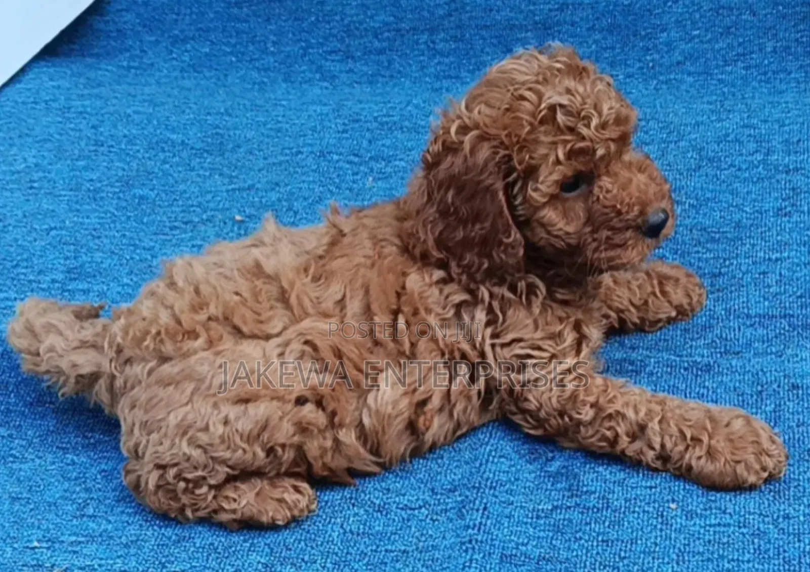 1-3 months Female Purebred Poodle