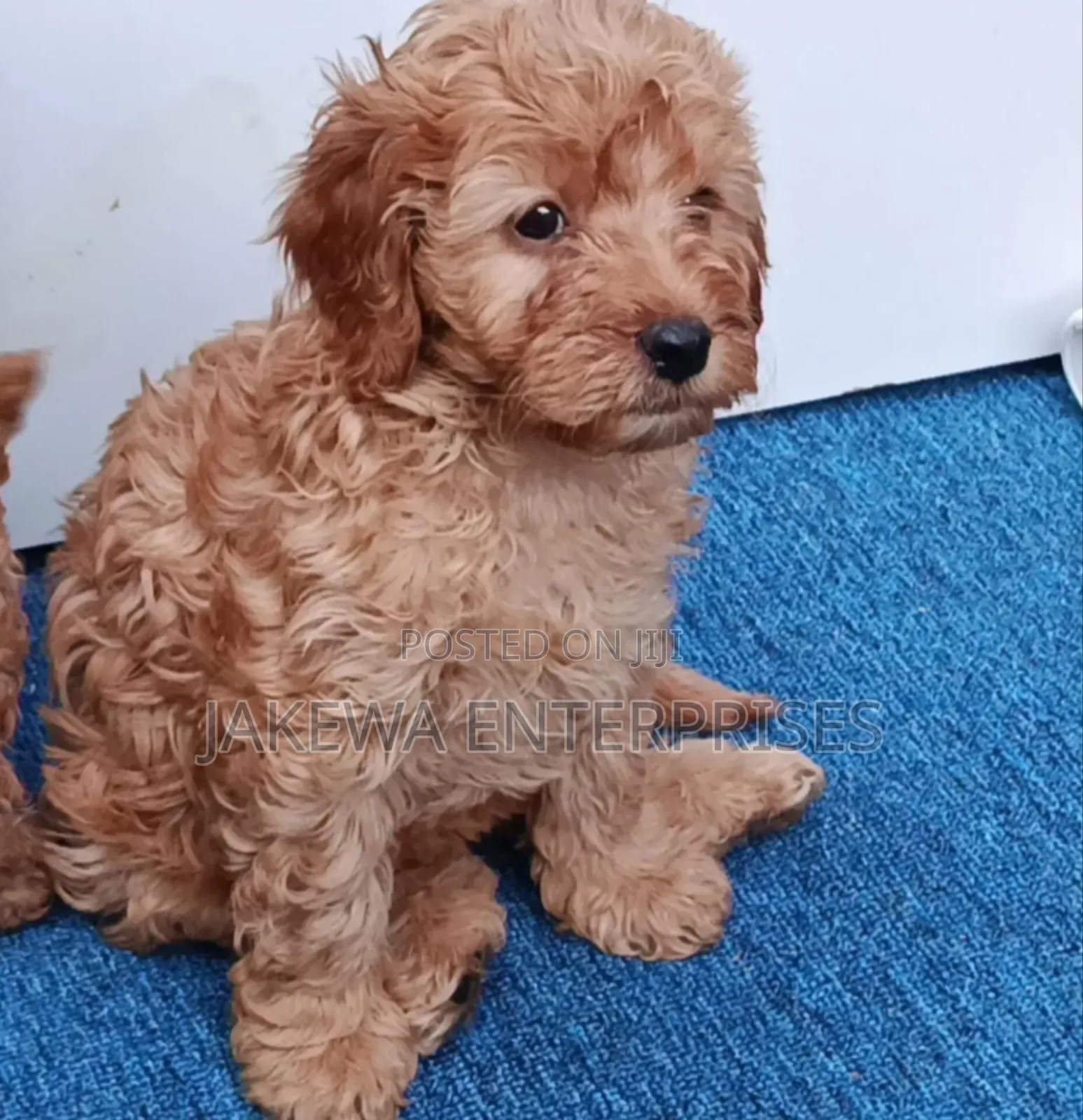 1-3 months Female Purebred Poodle