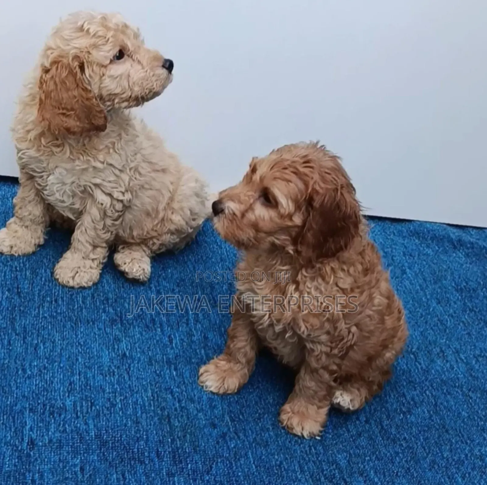 1-3 months Male Purebred Poodle