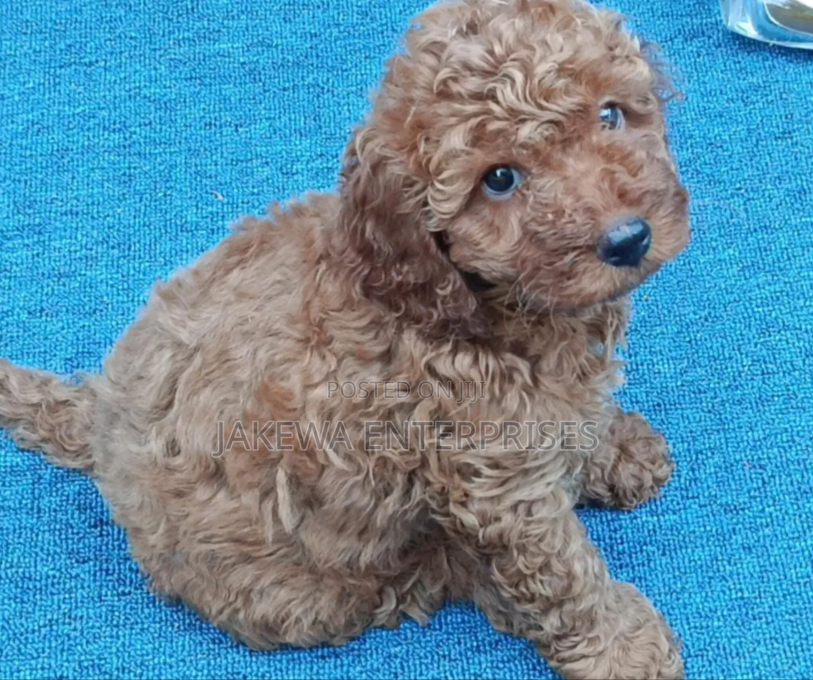 1-3 months Female Purebred Poodle
