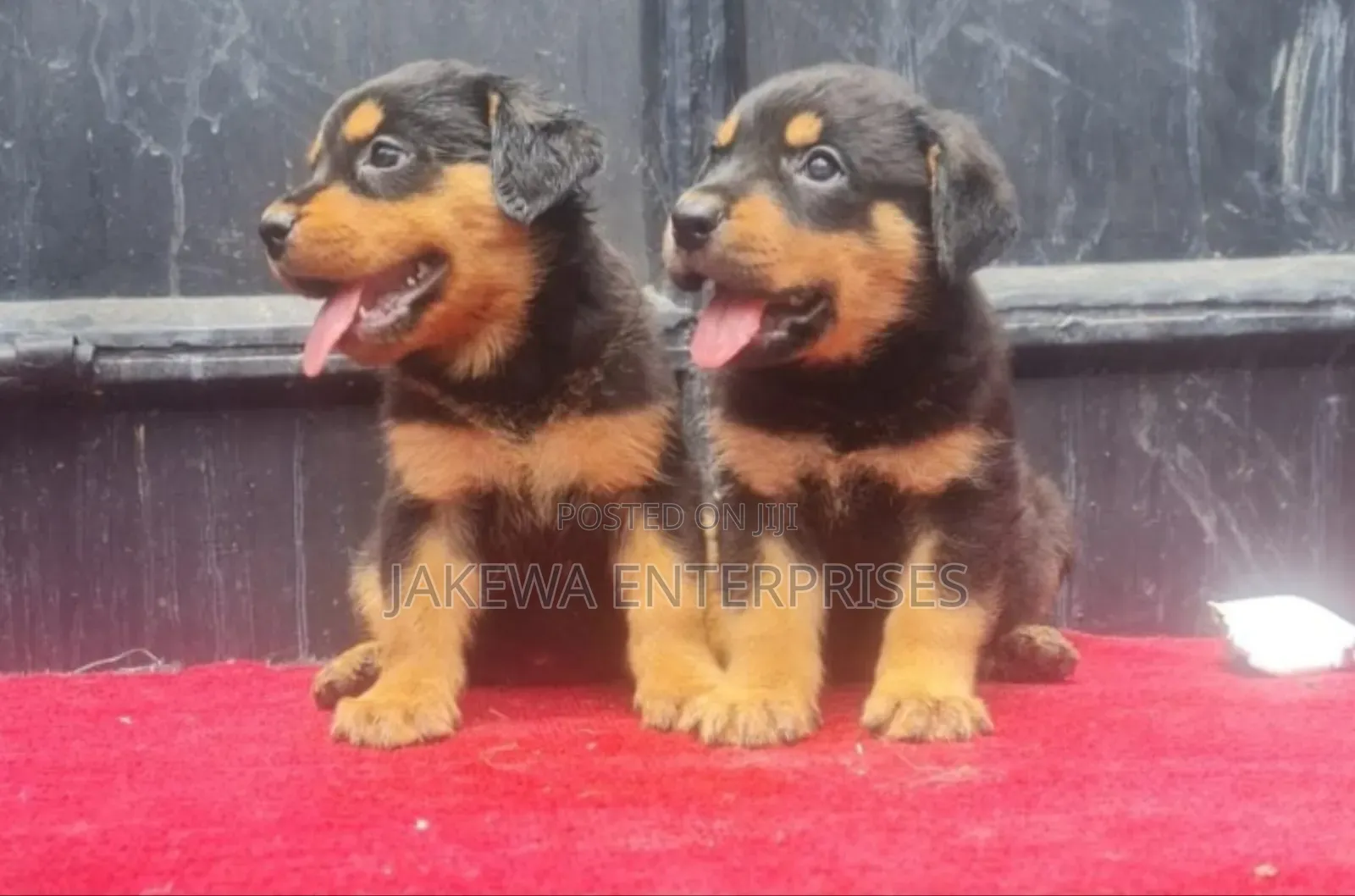 1-3 months Male Purebred Rottweiler