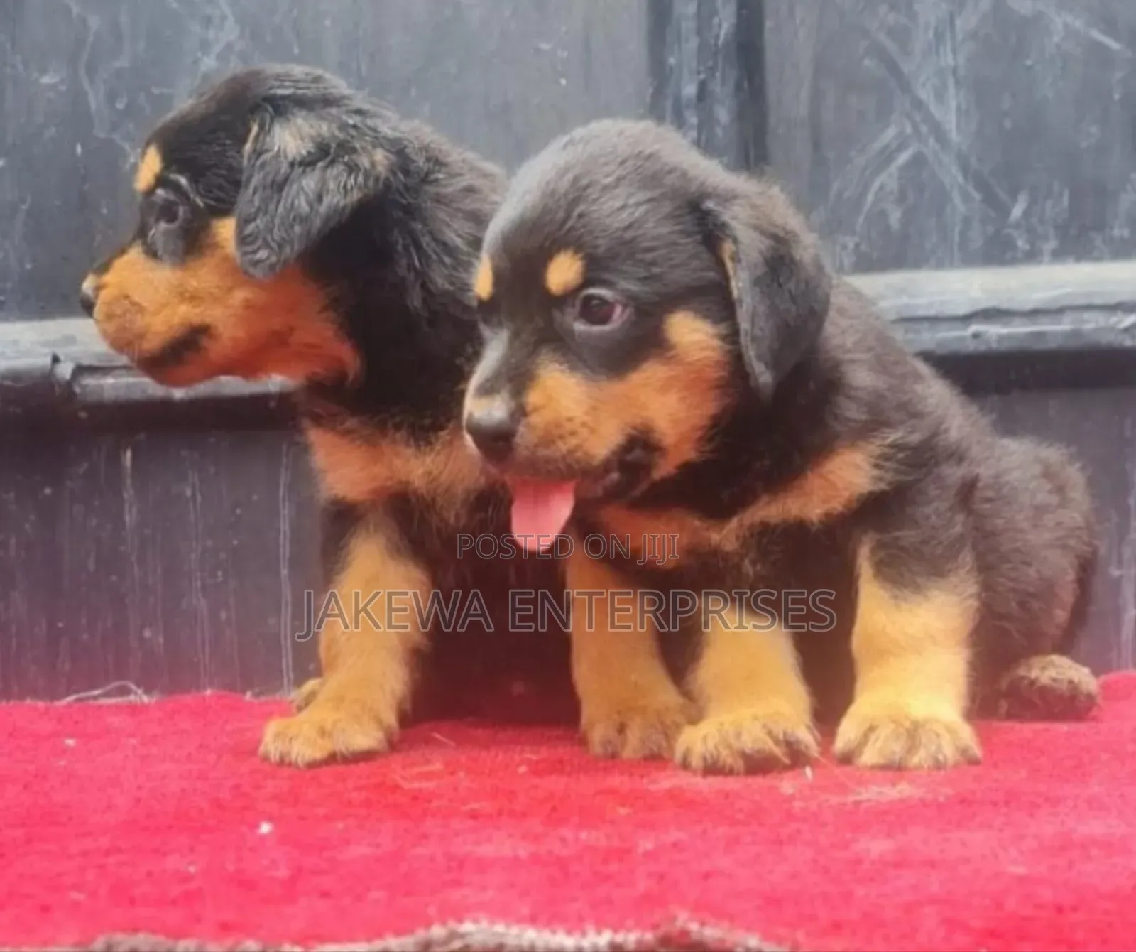 1-3 months Female Purebred Rottweiler