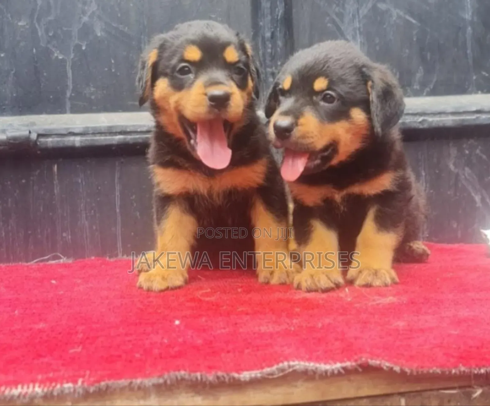 1-3 months Male Purebred Rottweiler