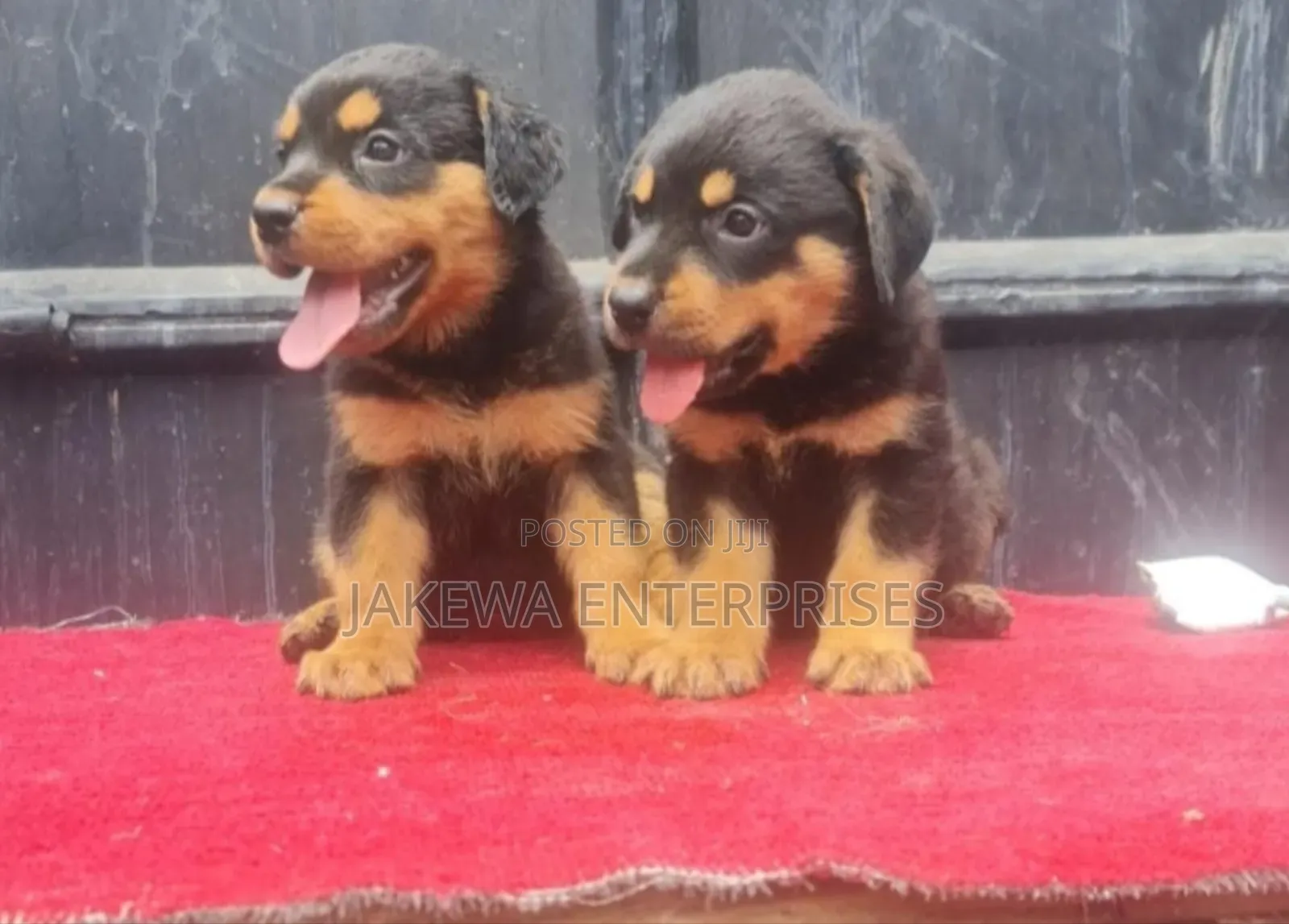 1-3 months Male Purebred Rottweiler