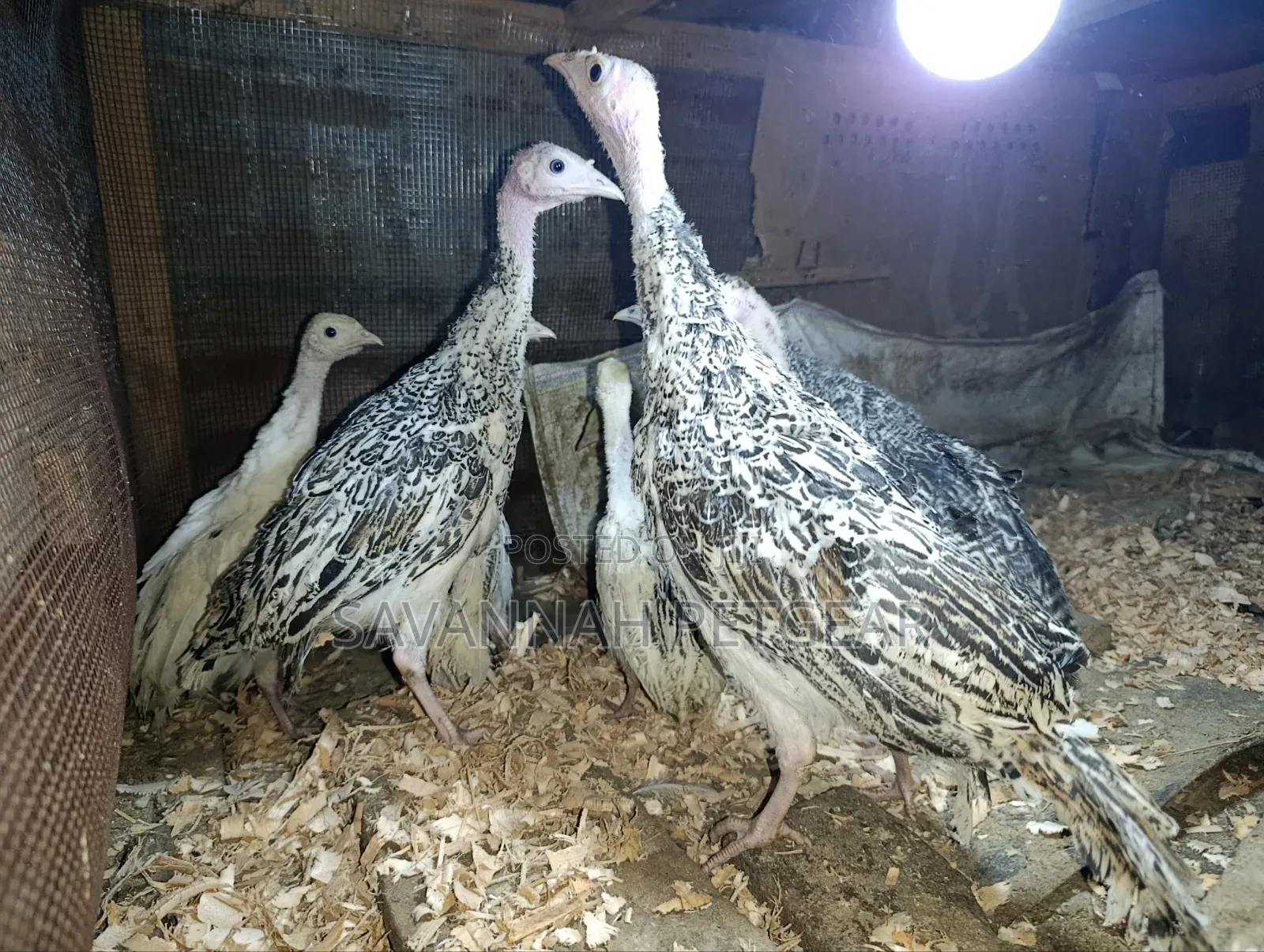 Young Royal Palm and Narragansett Cross Turkey Poults - 2 Months Old