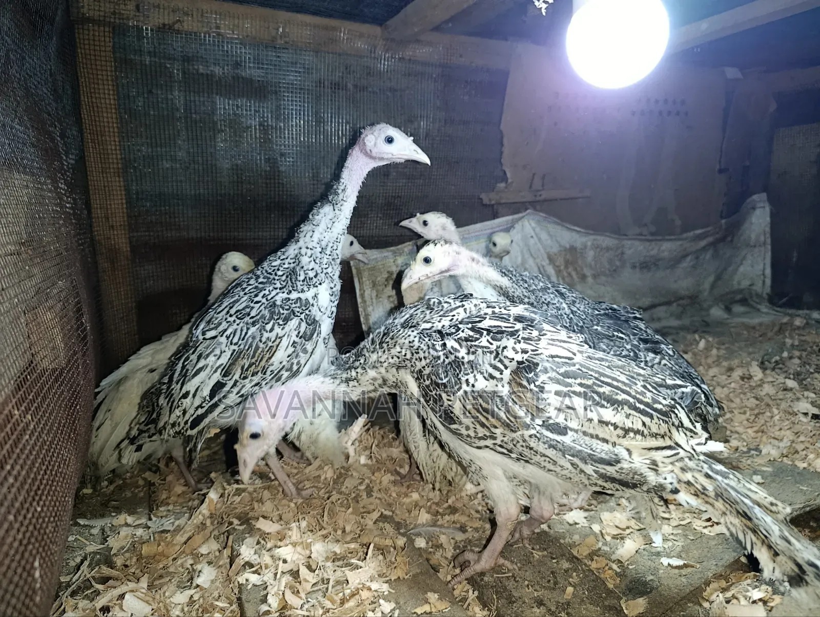 Young Royal Palm and Narragansett Cross Turkey Poults - 2 Months Old