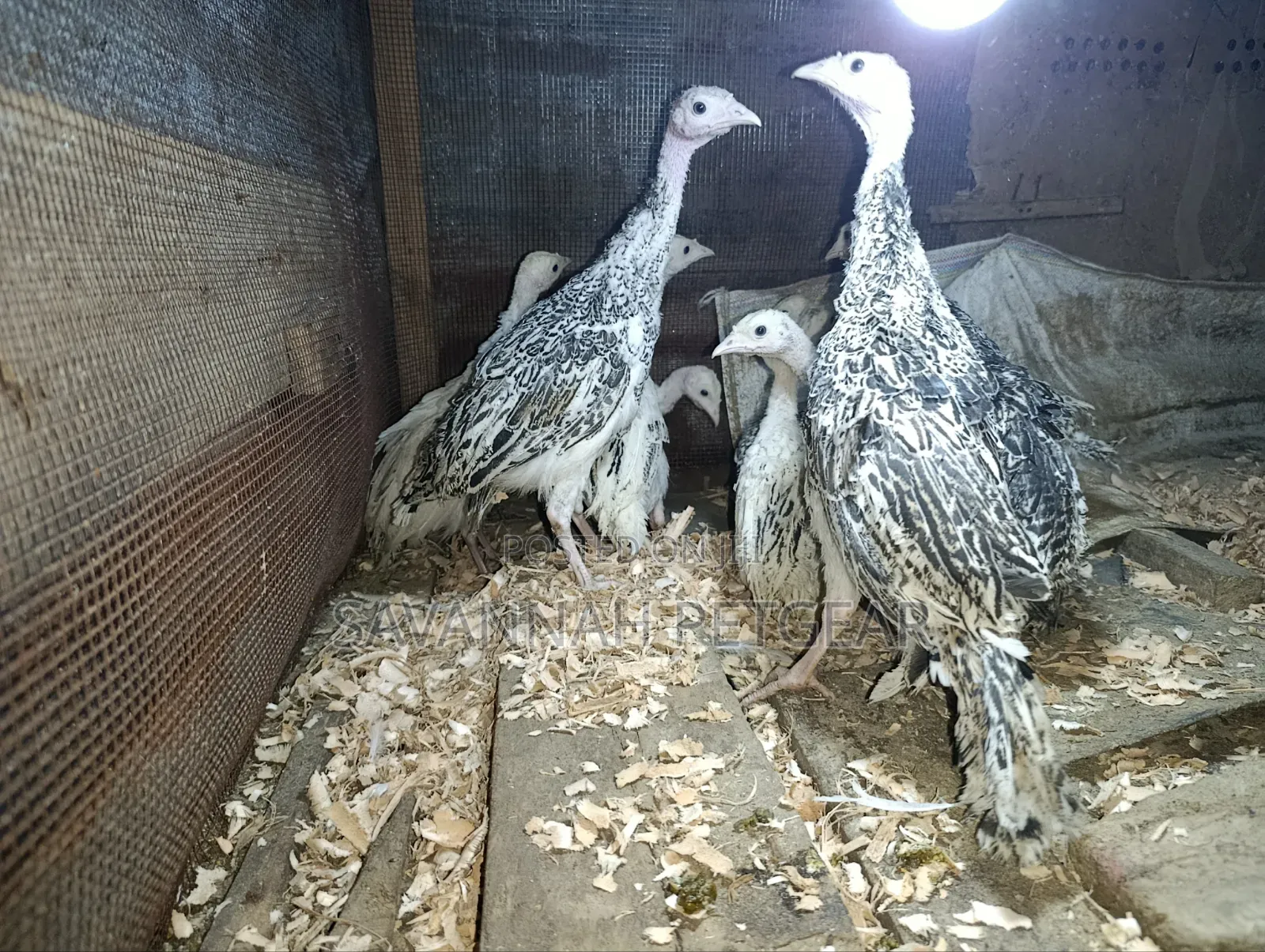 Young Royal Palm and Narragansett Cross Turkey Poults - 2 Months Old