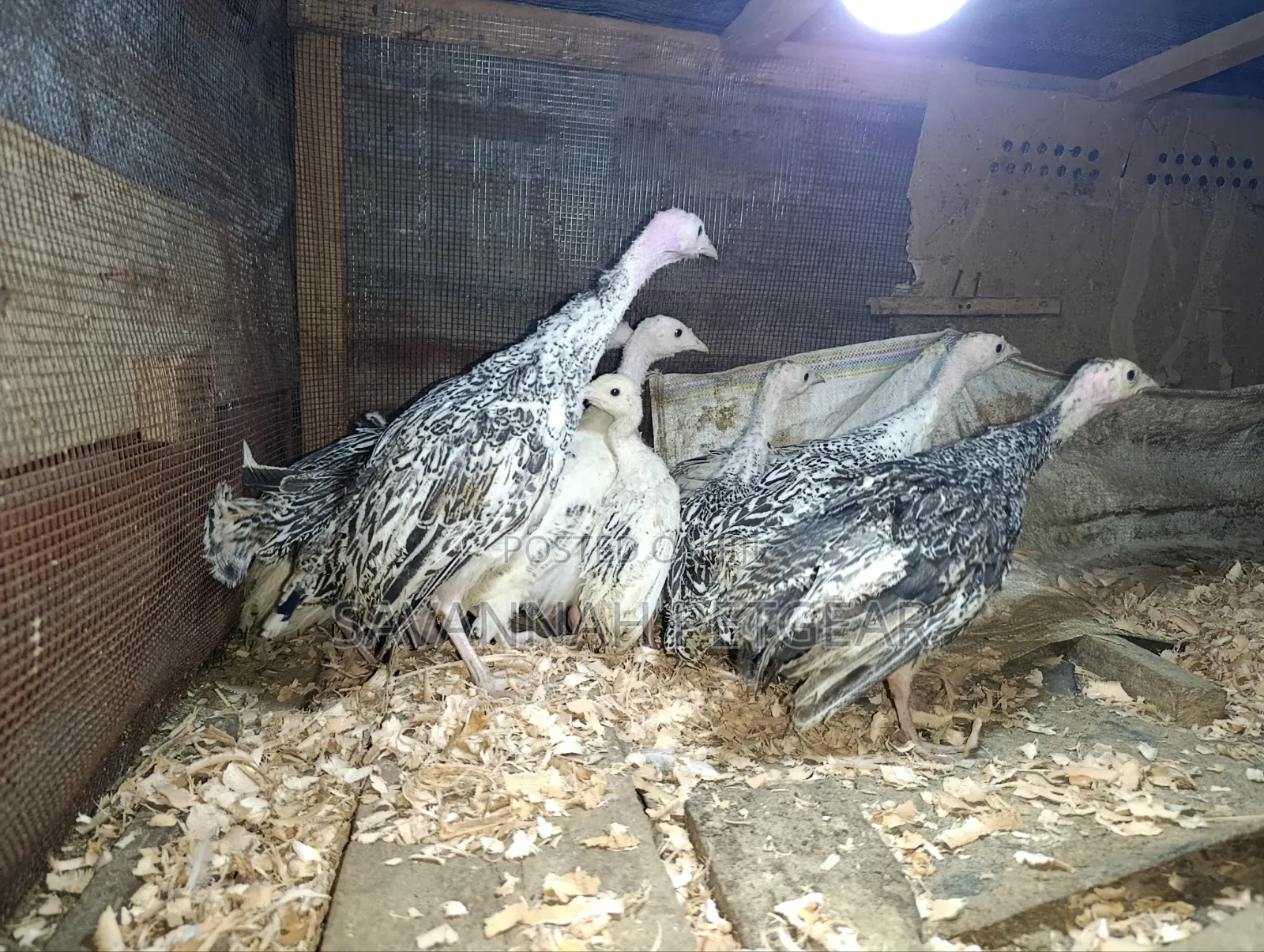 Young Royal Palm and Narragansett Cross Turkey Poults - 2 Months Old