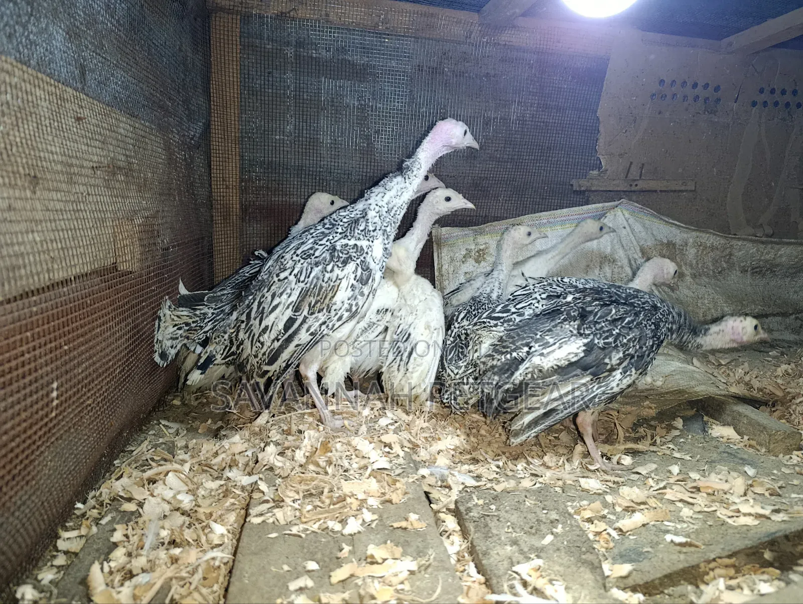 Young Royal Palm and Narragansett Cross Turkey Poults - 2 Months Old