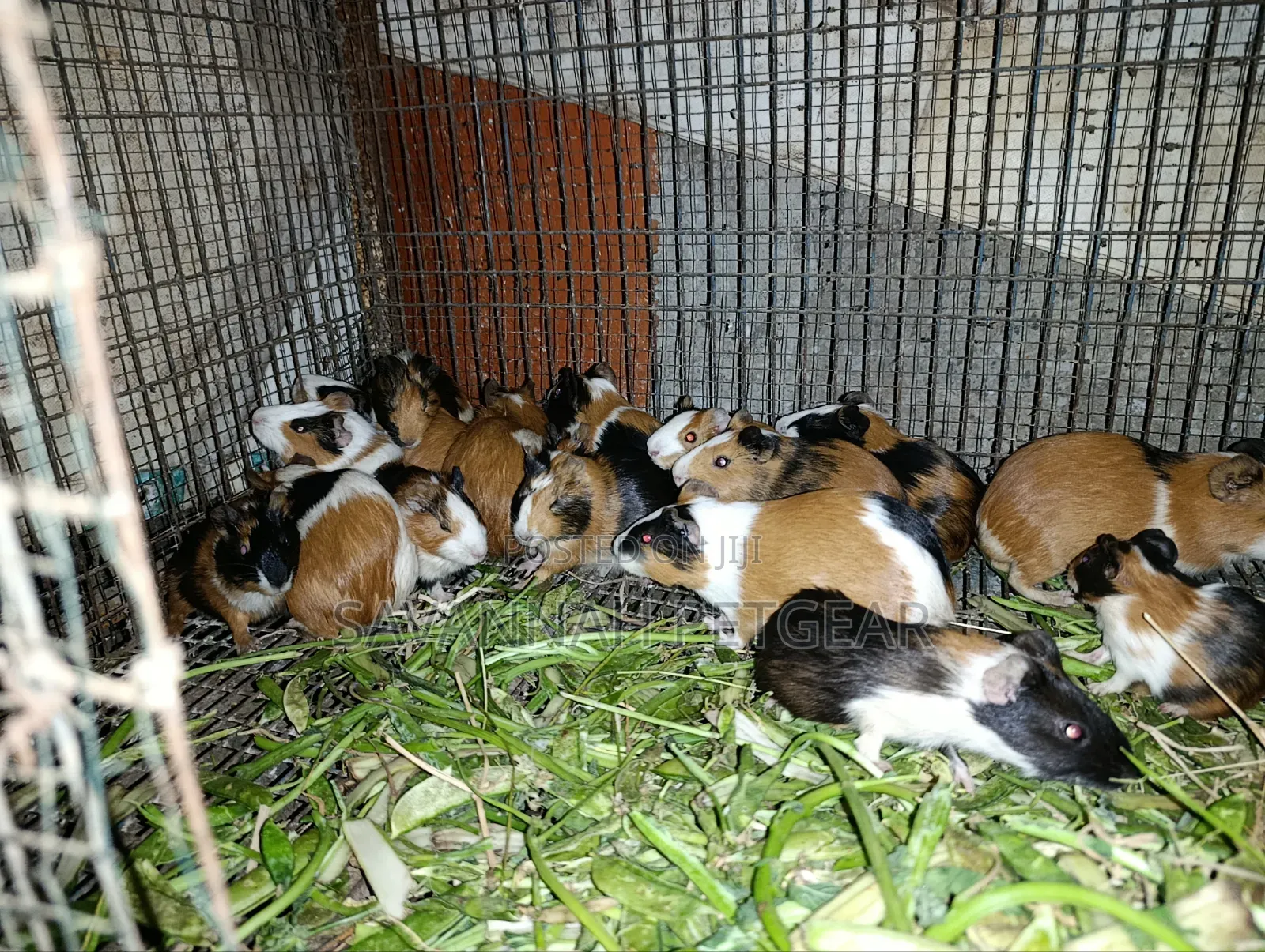Tri-Color Guinea Pig (Cavia Porcellus) - Pairs of Male and Female