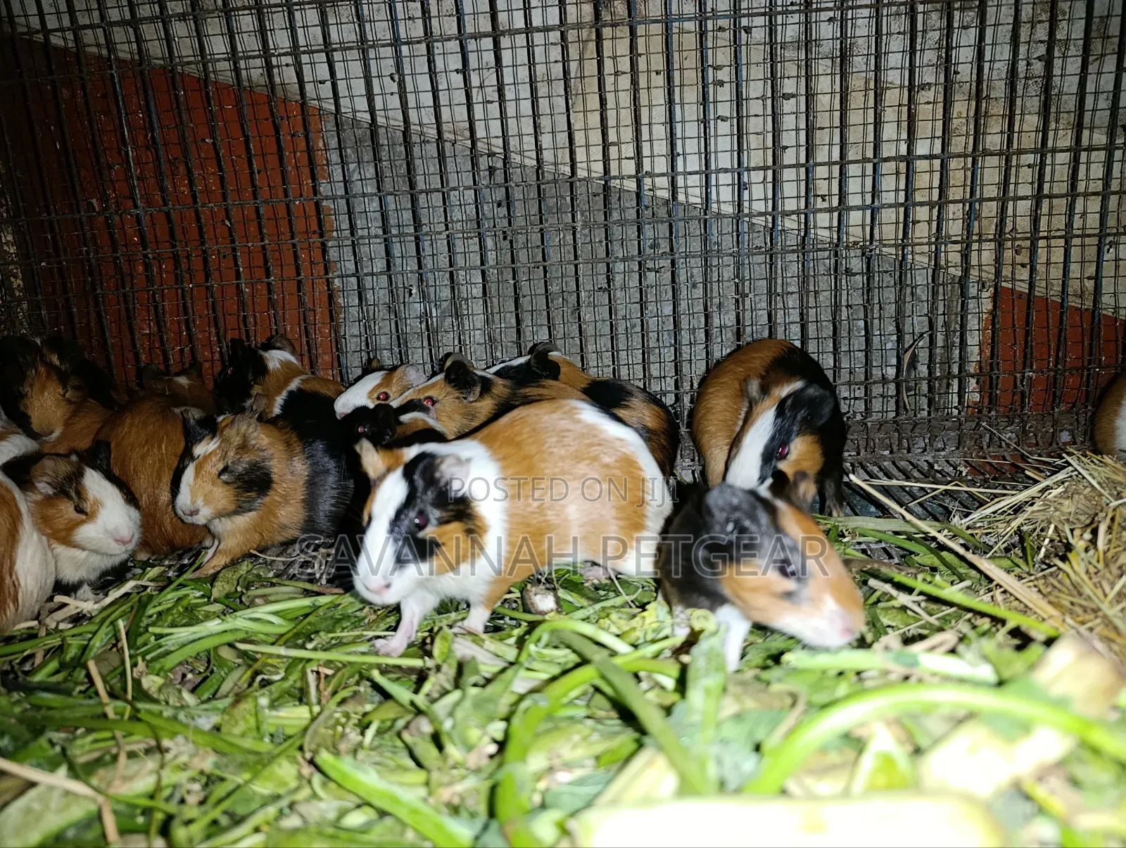 Tri-Color Guinea Pig (Cavia Porcellus) - Pairs of Male and Female