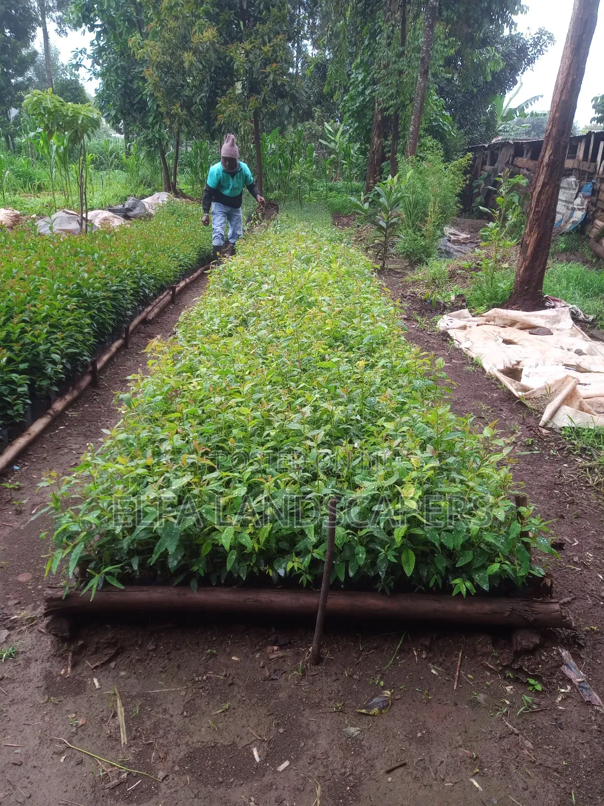 Japonica Fencing Plants