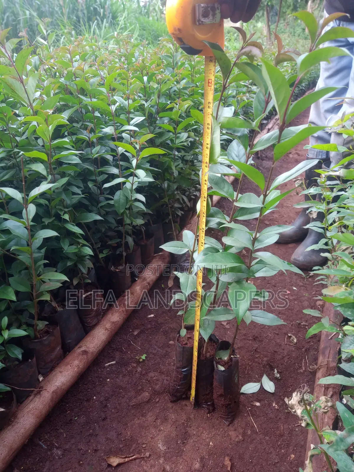 Japonica Fencing Plants