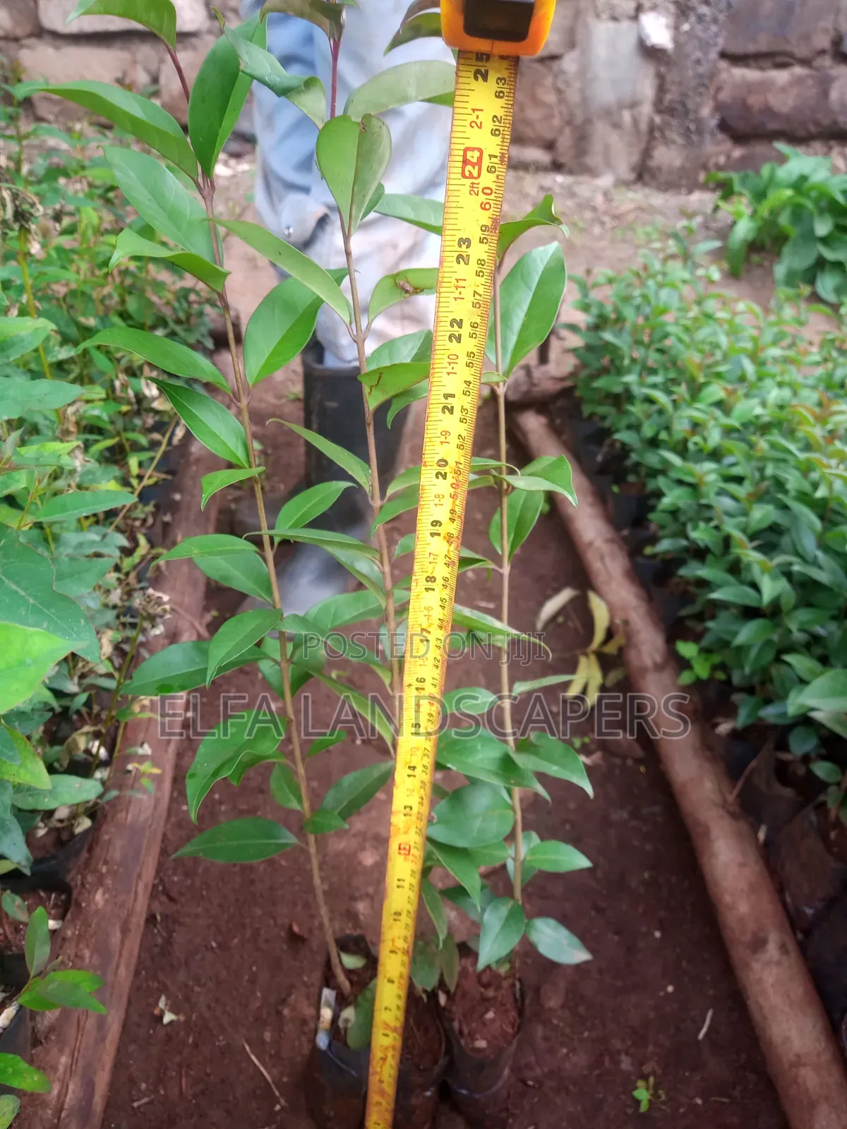 Japonica Fencing Plants