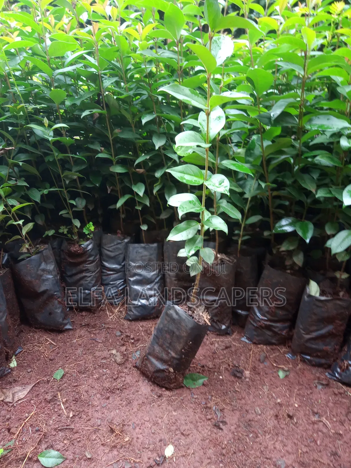 Japonica Fencing Plants