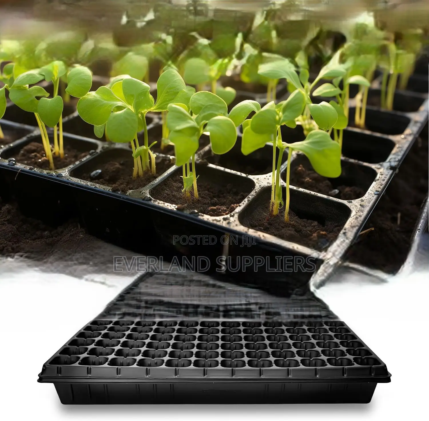 Nursery Seedling Trays - Wholesale