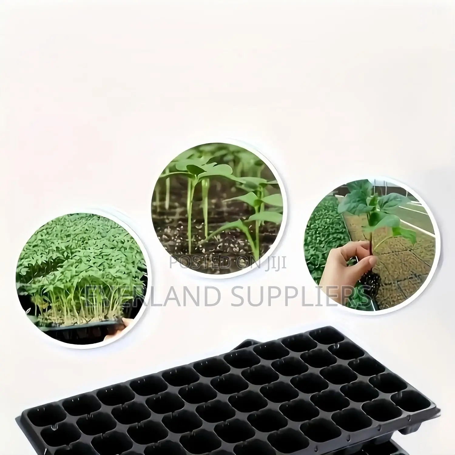 Greenhouse Seedling Trays - Wholesale