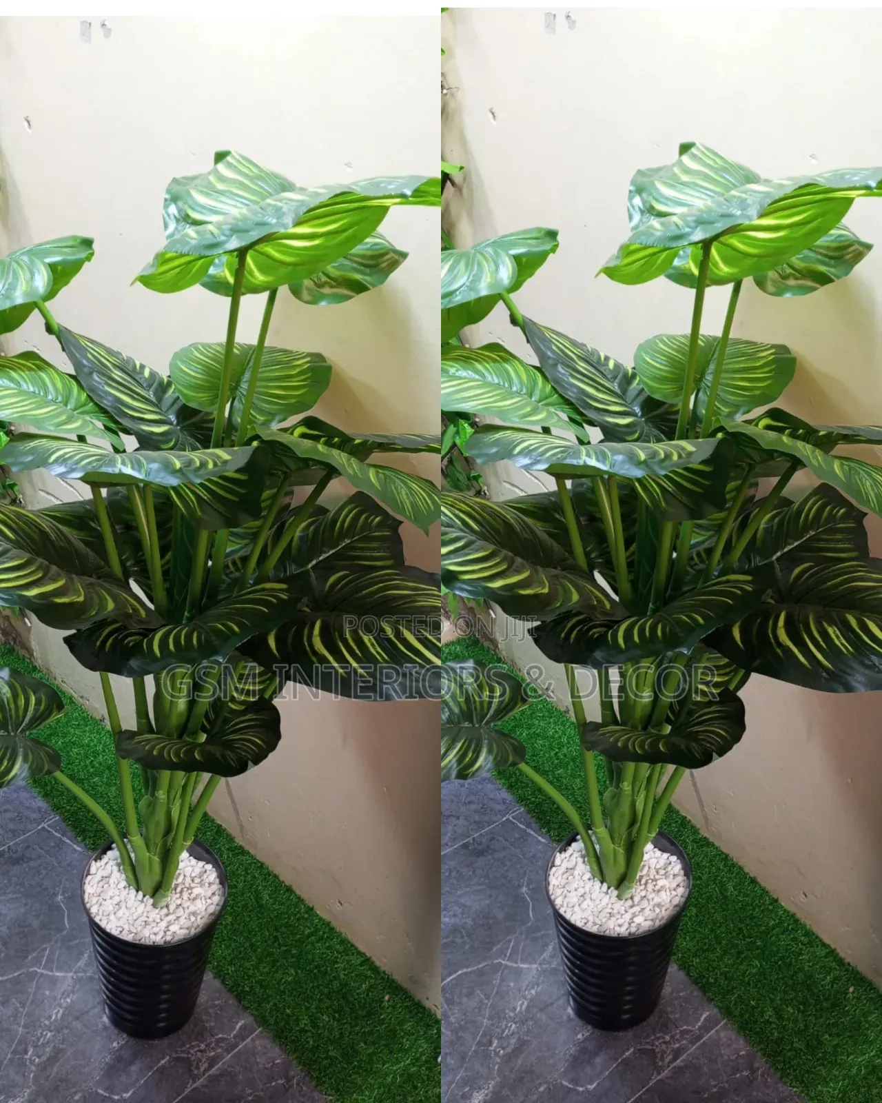 Artificial Tall Plants in Money Plant and Zebra Designs 1.7m