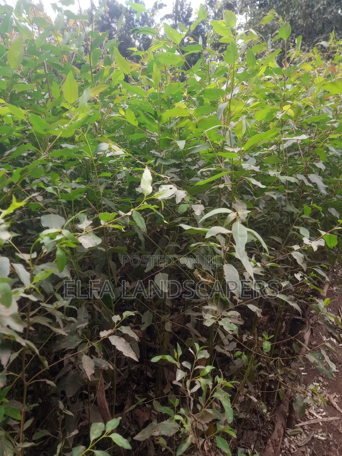 Bluegum Seedlings