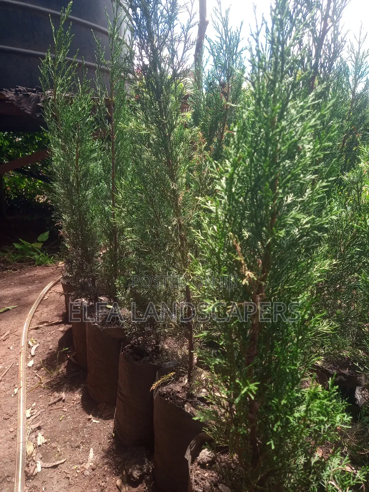 Italian Cypress