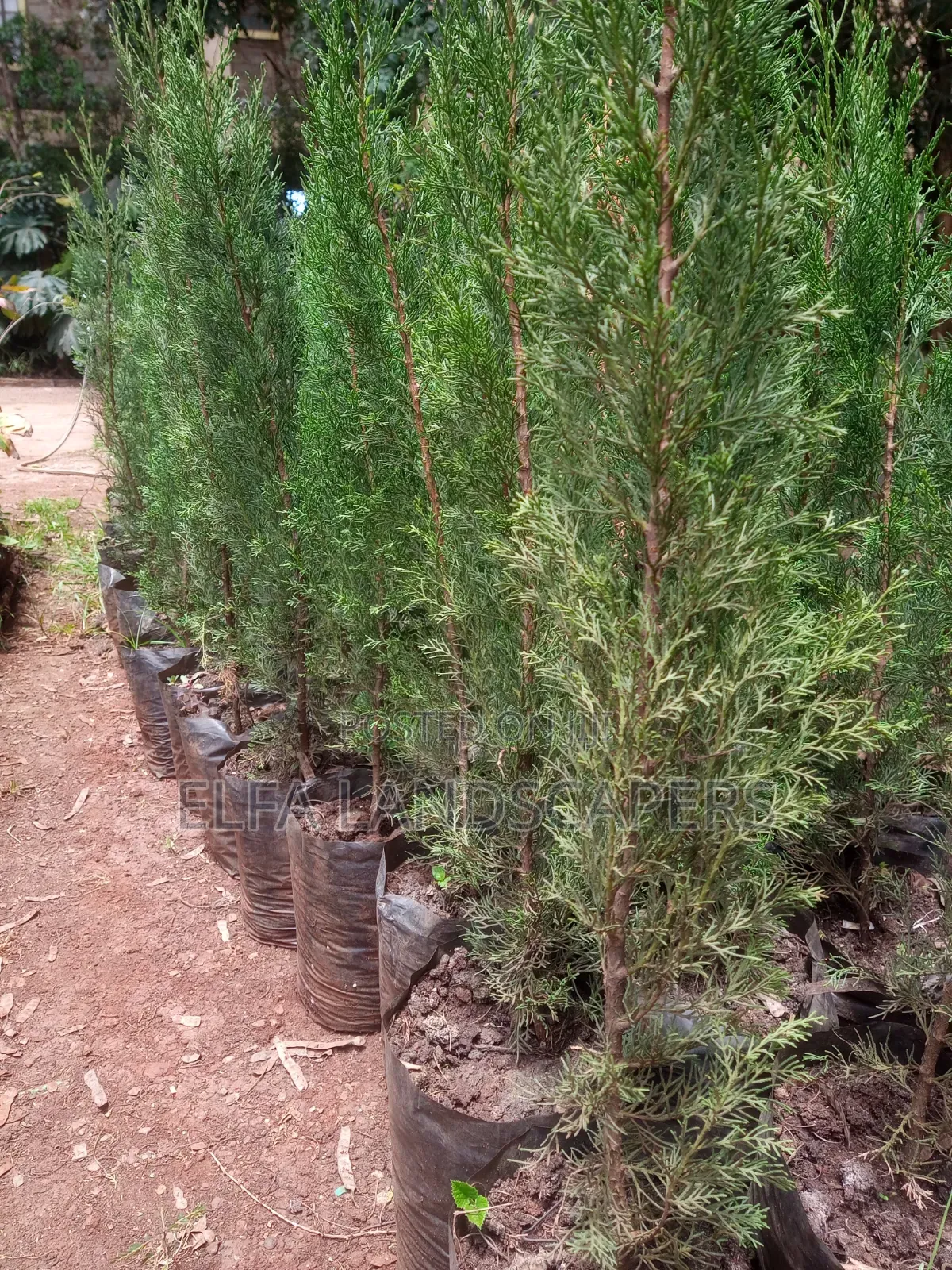Italian Cypress