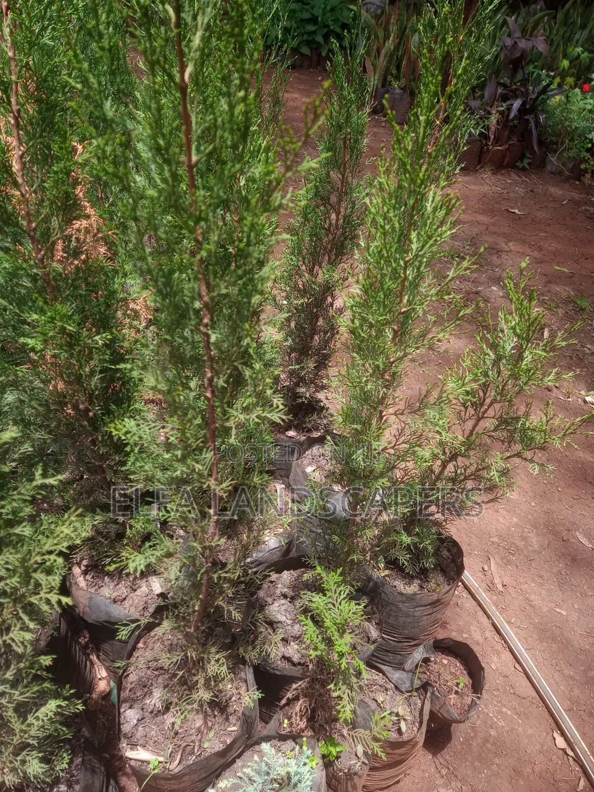 Italian Cypress