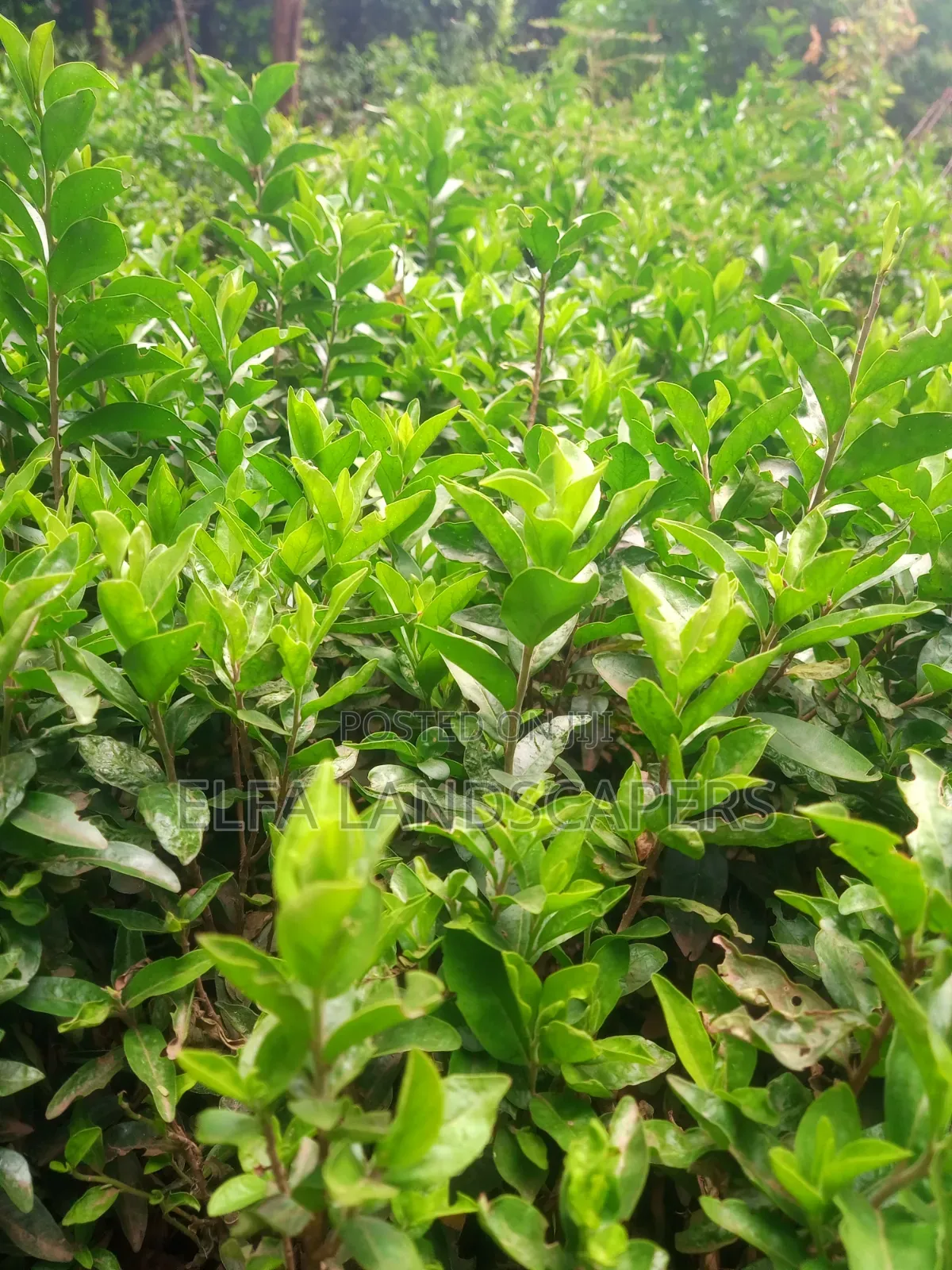 Kei Apple Seedlings