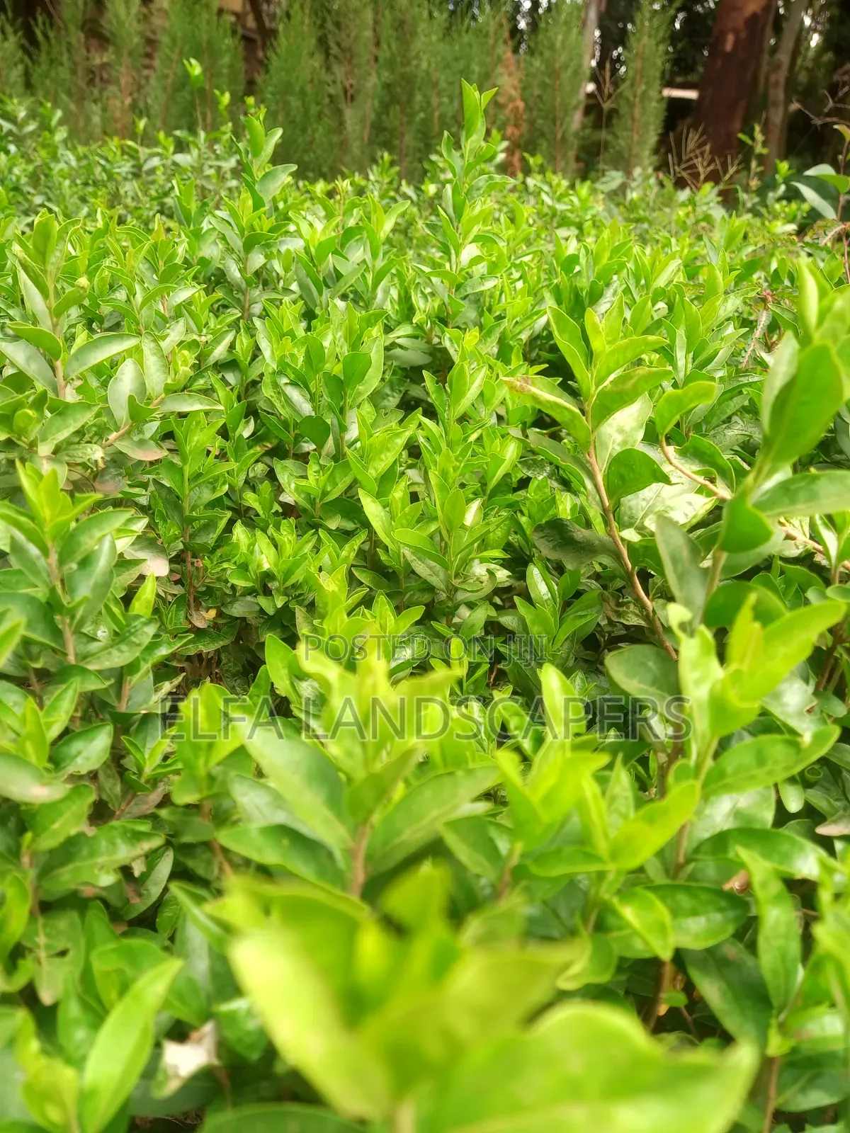 Kei Apple Seedlings