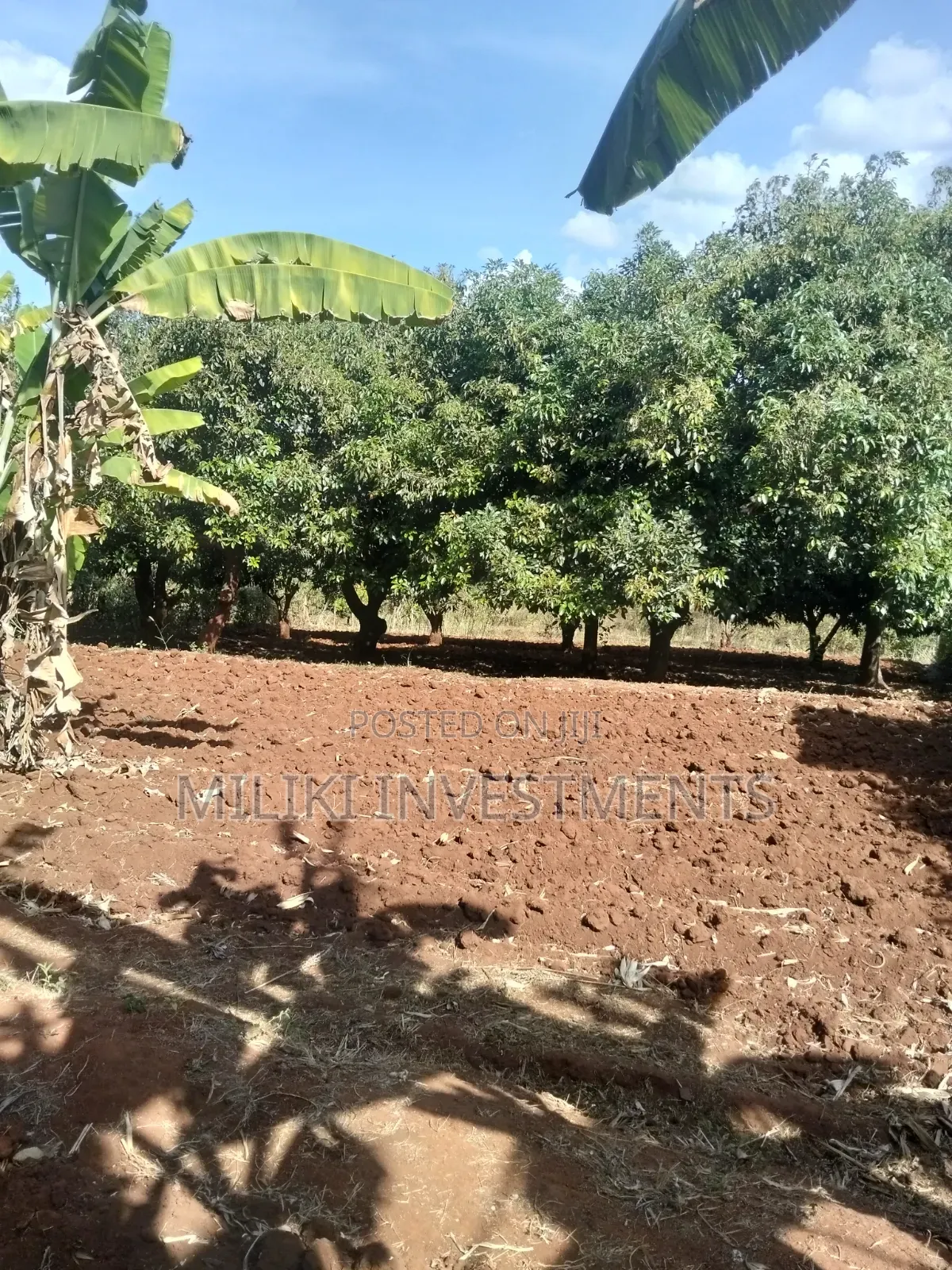 Half an Acre Land on Sale at Makuyu-Ciumbu