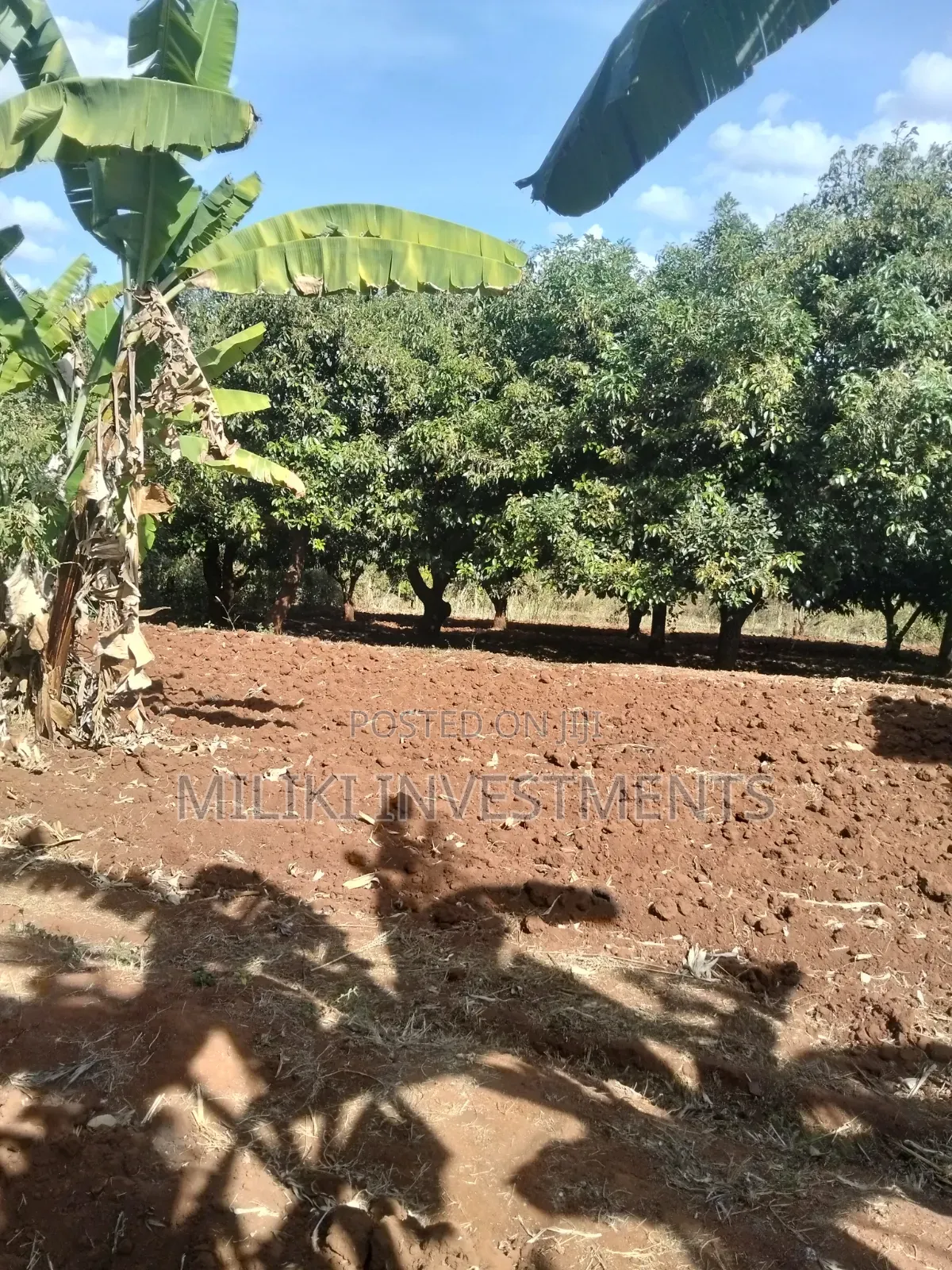 Half an Acre Land on Sale at Makuyu-Ciumbu