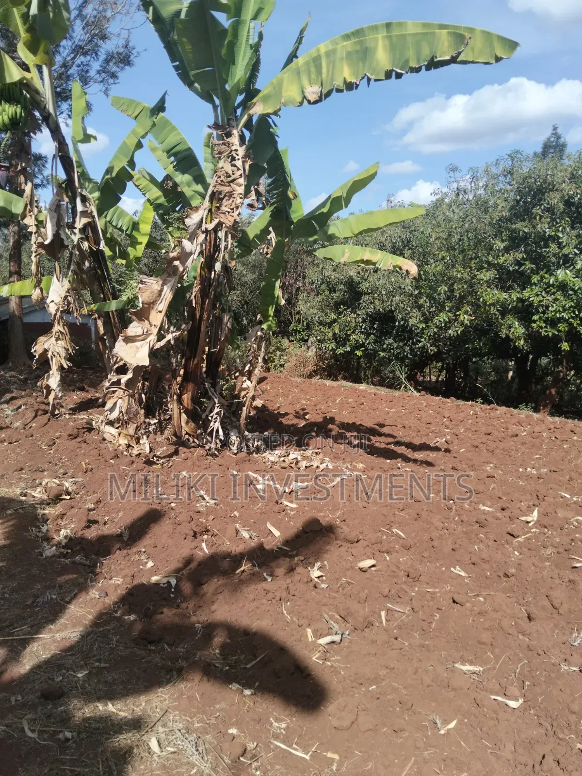 Half an Acre Land on Sale at Makuyu-Ciumbu