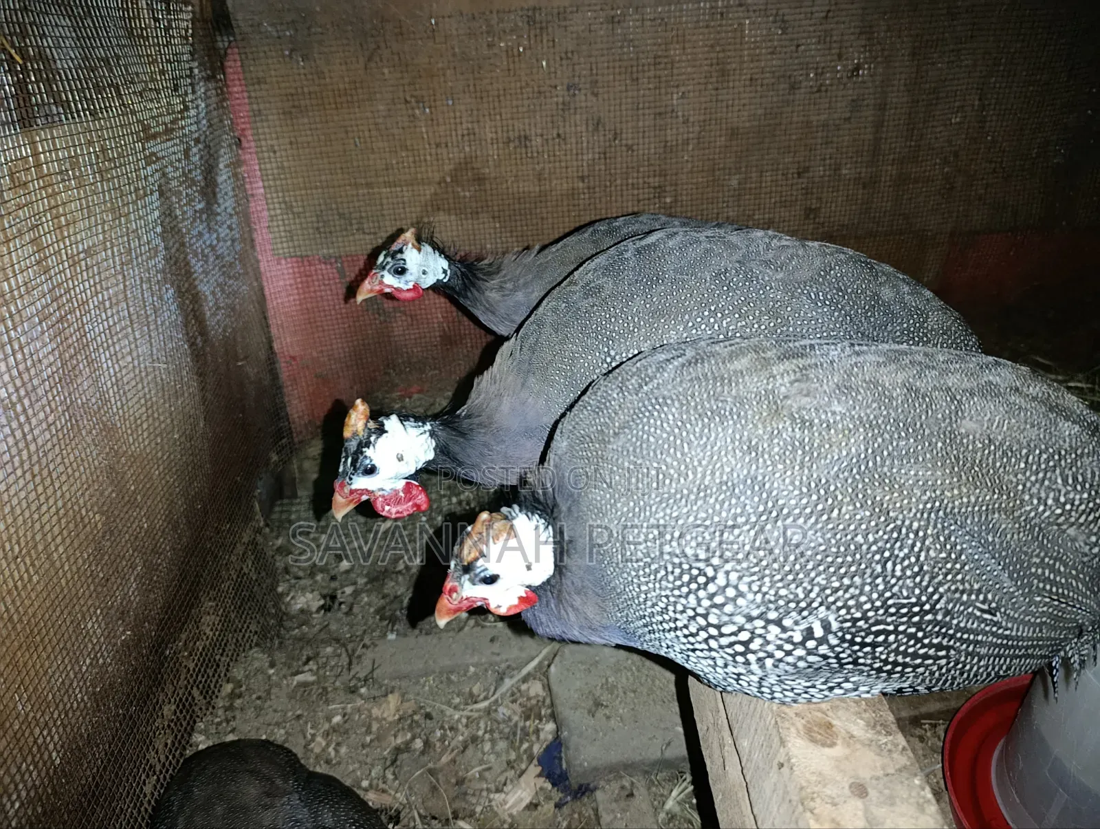 Domesticated Helmeted Guinea Fowl Guinea Hens or Kanga - Pair