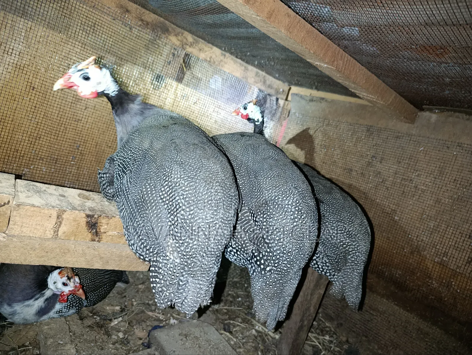 Domesticated Helmeted Guinea Fowl Guinea Hens or Kanga - Pair