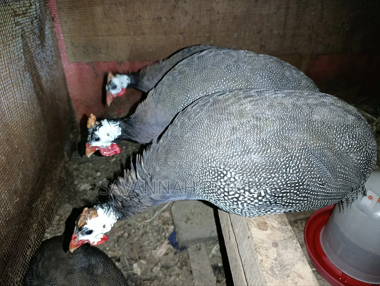 Domesticated Helmeted Guinea Fowl Guinea Hens or Kanga - Pair