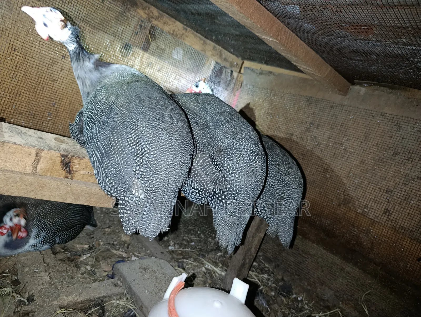 Domesticated Helmeted Guinea Fowl Guinea Hens or Kanga - Pair