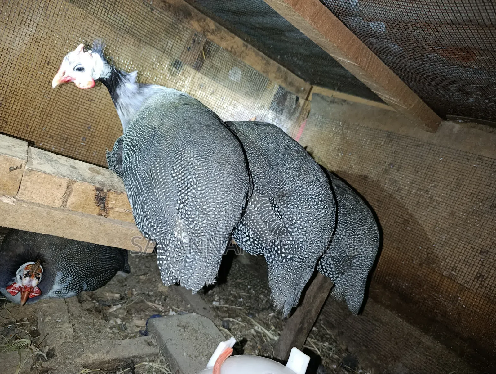 Domesticated Helmeted Guinea Fowl Guinea Hens or Kanga - Pair