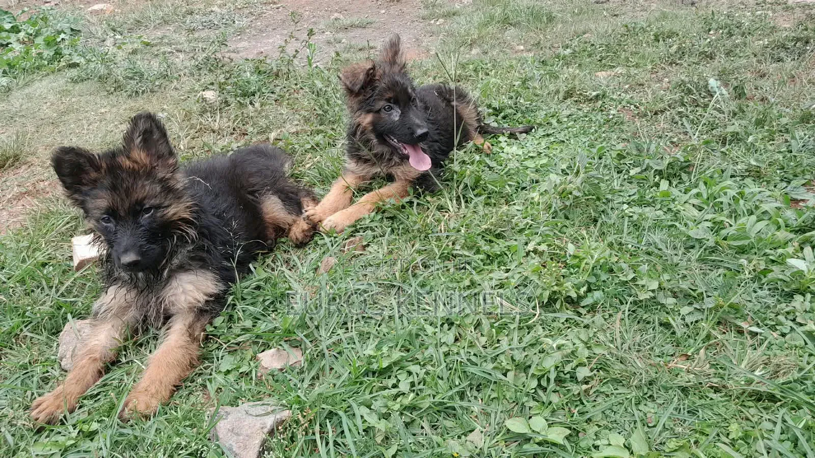 1-3 months Male Purebred German Shepherd