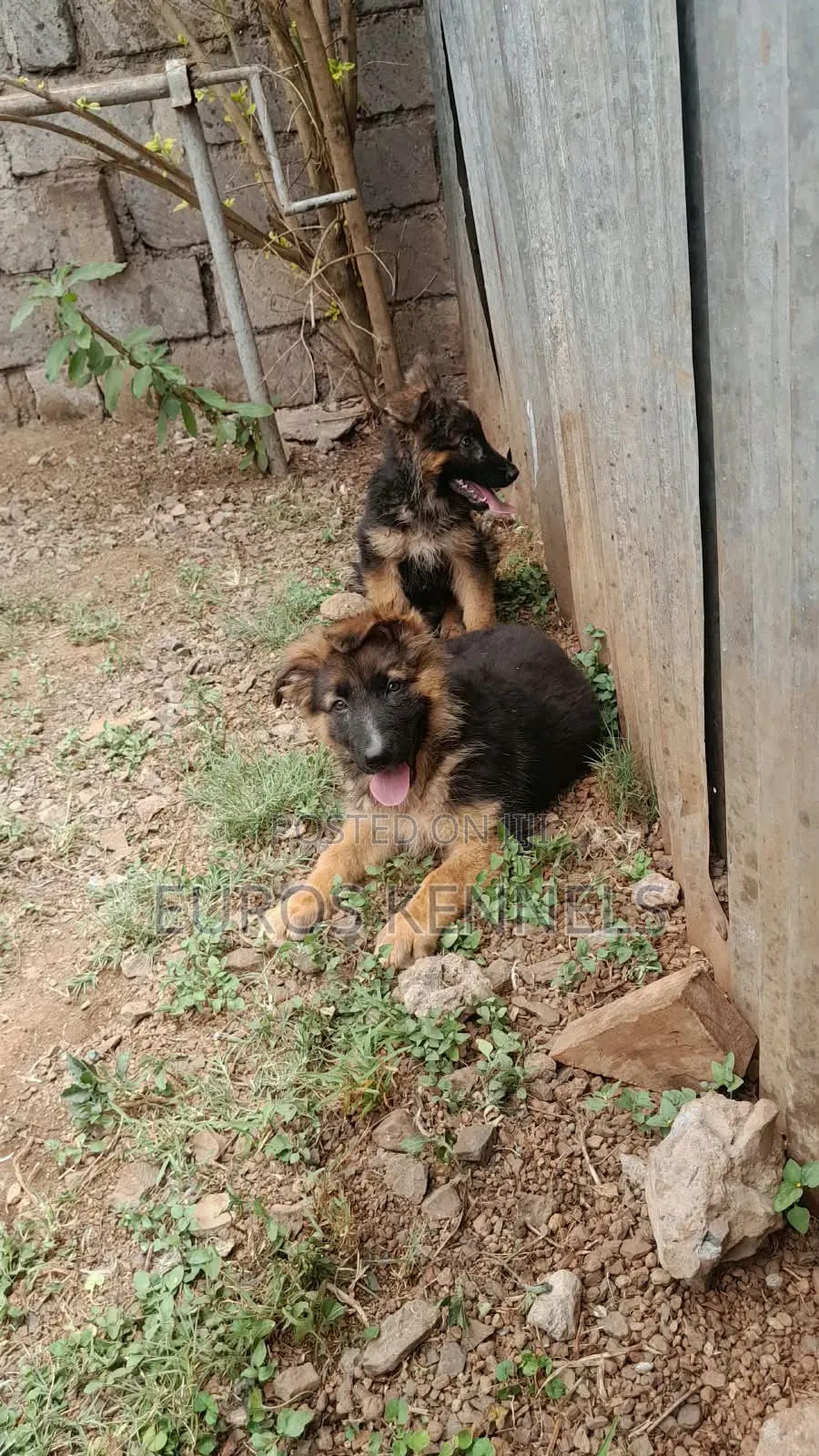 1-3 months Male Purebred German Shepherd