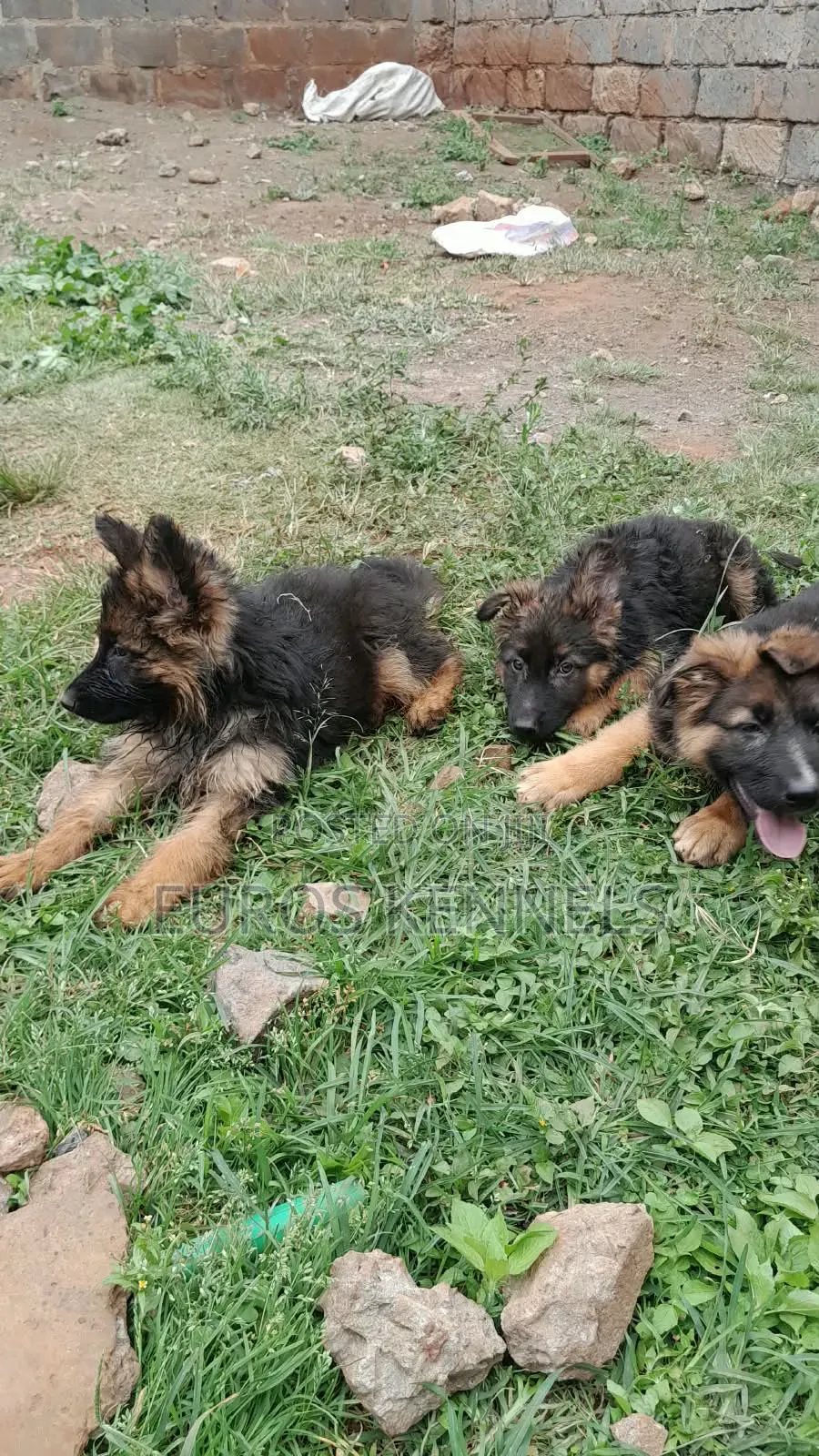 1-3 months Male Purebred German Shepherd