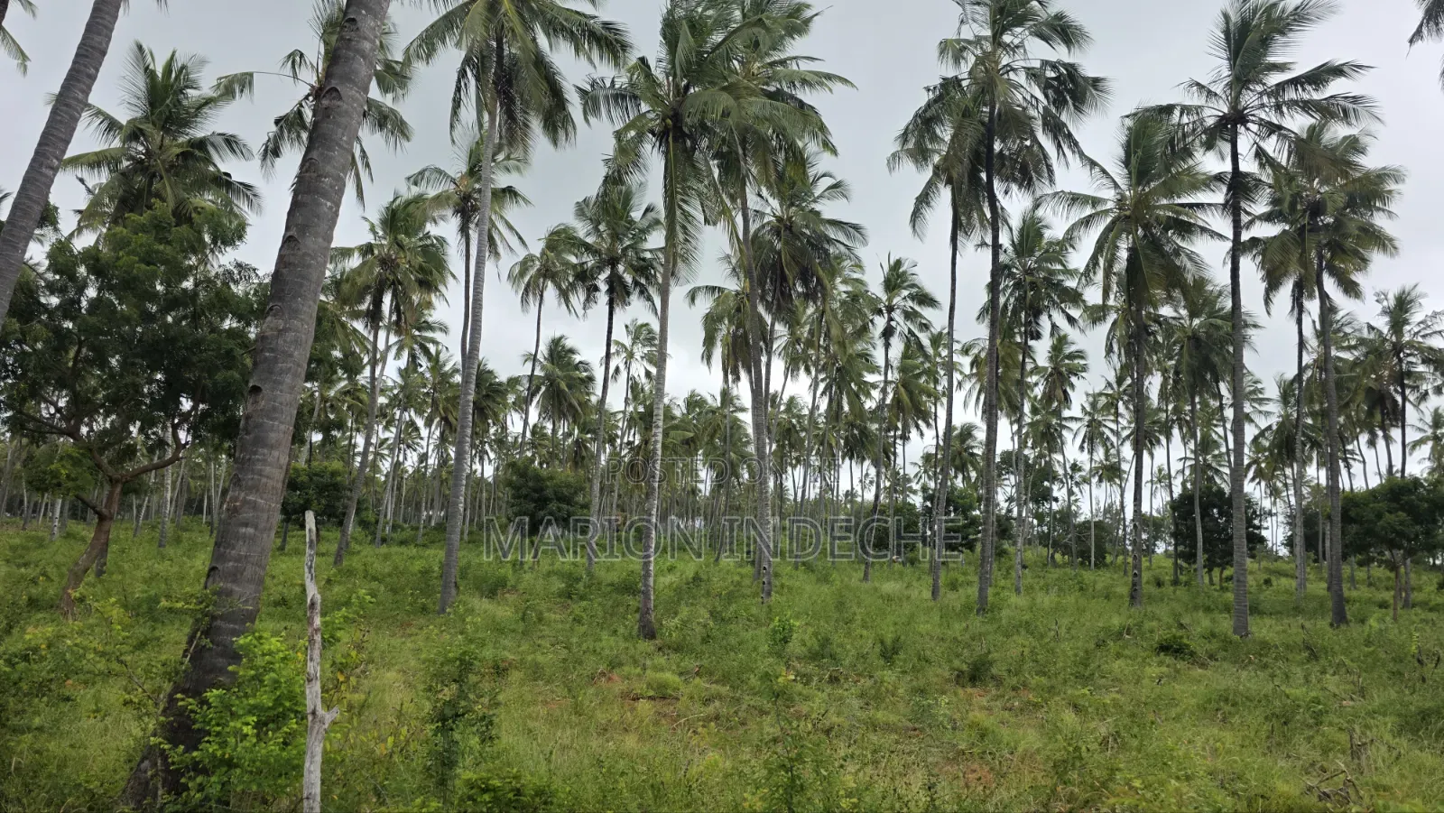 Prime 12acres for Sale in Kilifi Tezo