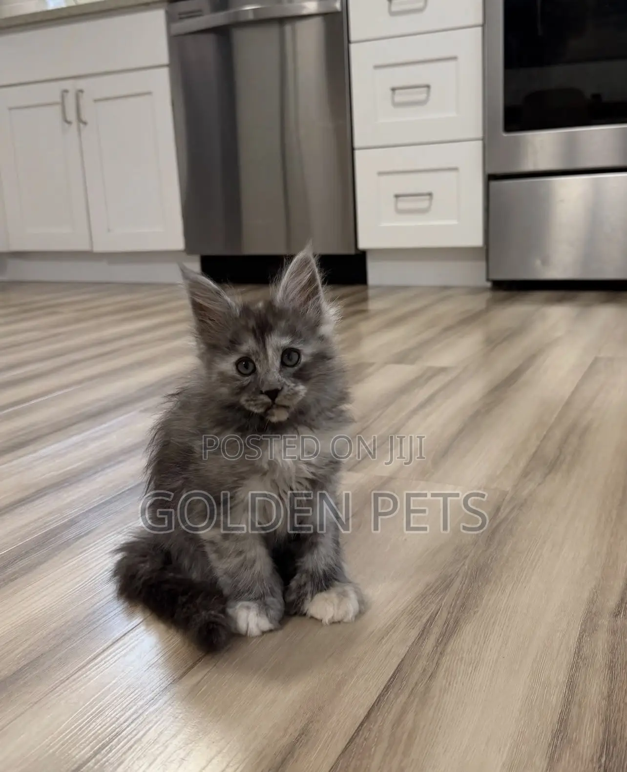 1-3 months Female Purebred Maine Coon