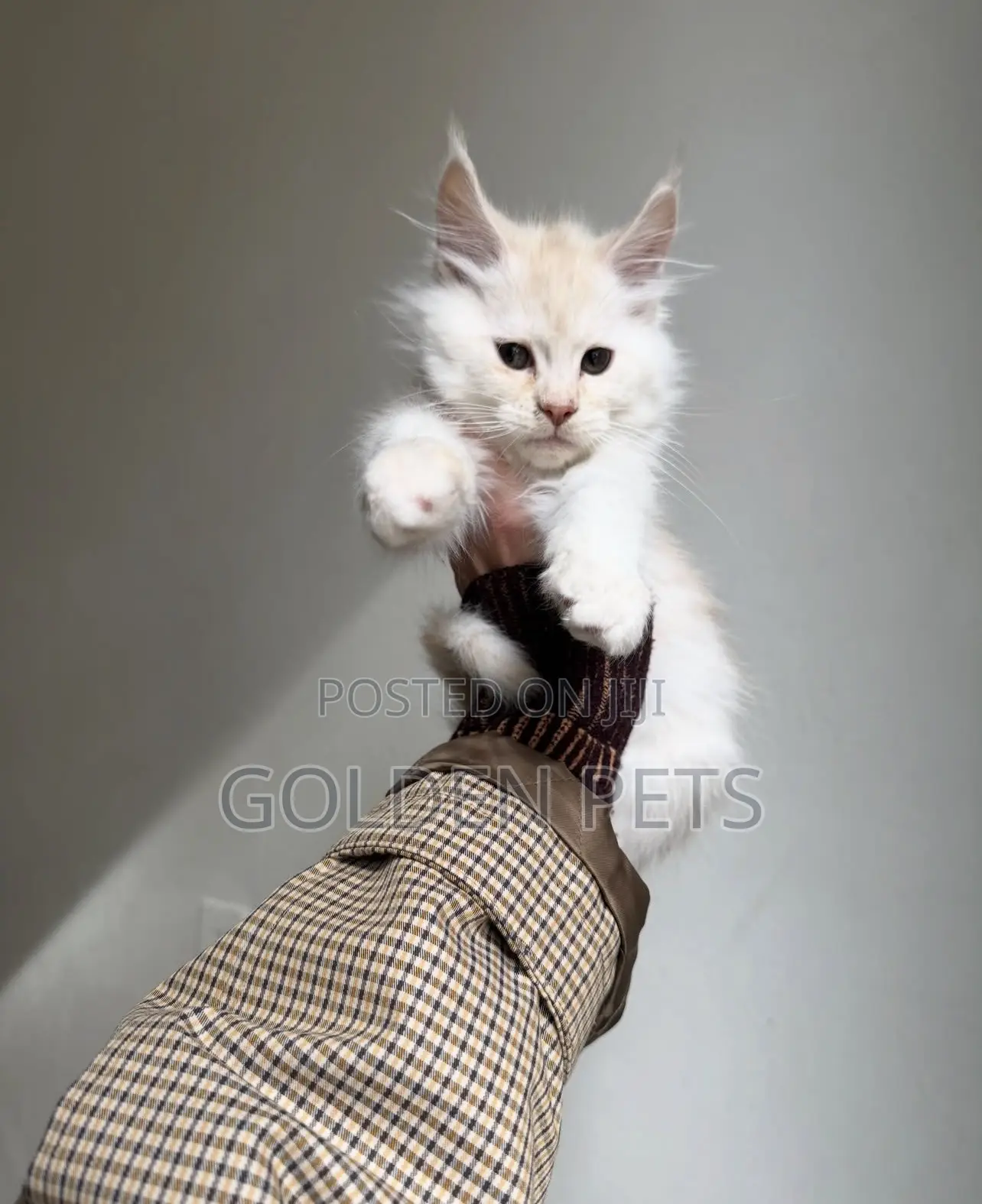 1-3 months Male Purebred Maine Coon