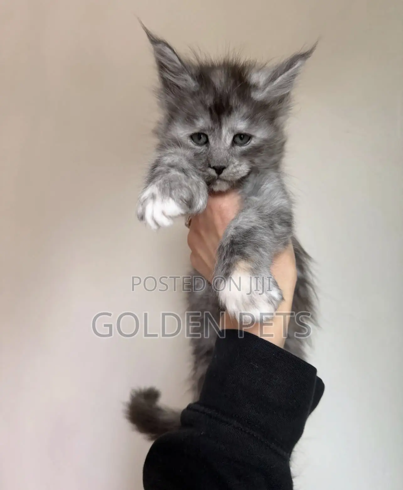 1-3 months Male Purebred Maine Coon