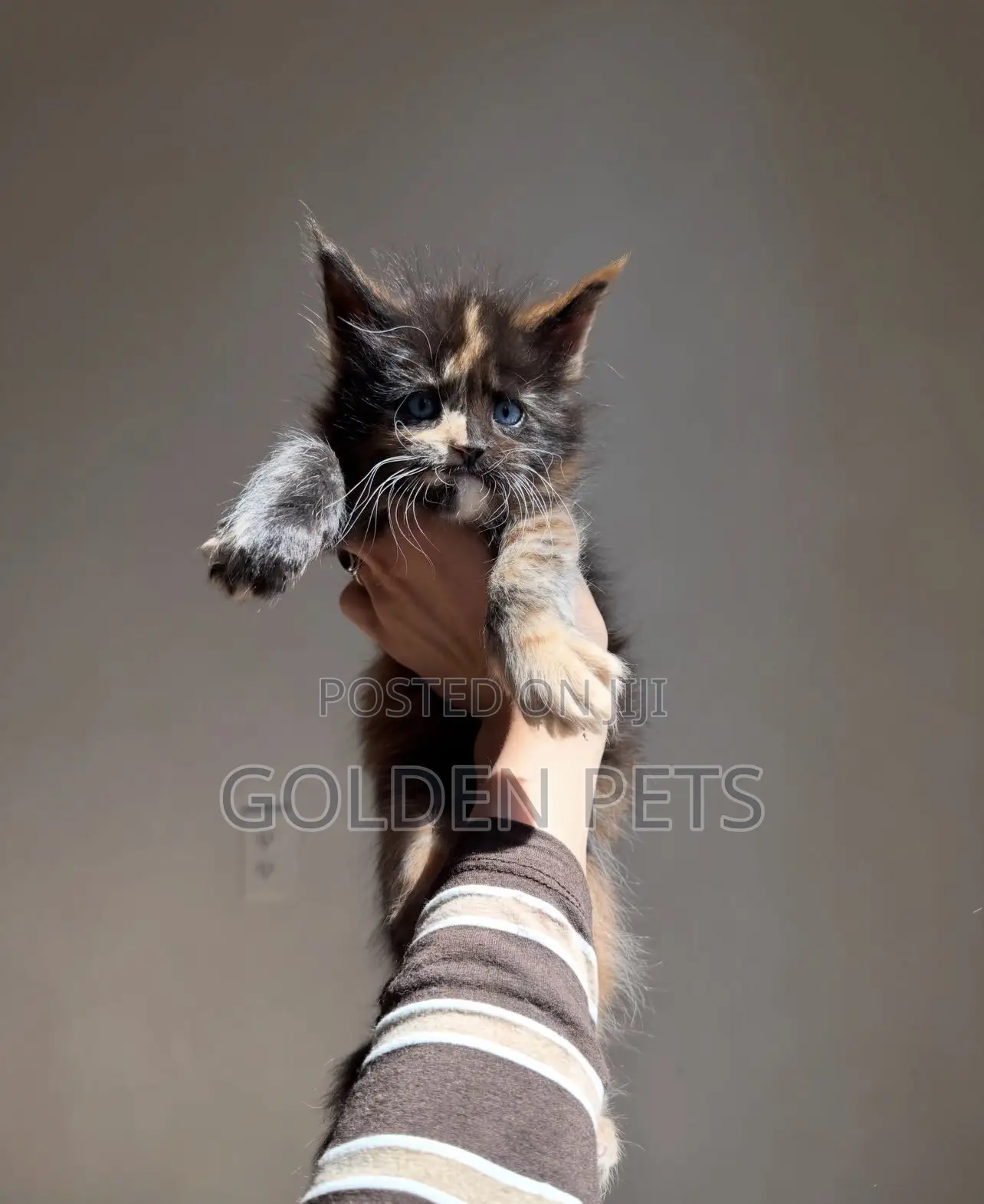 1-3 months Female Purebred Maine Coon