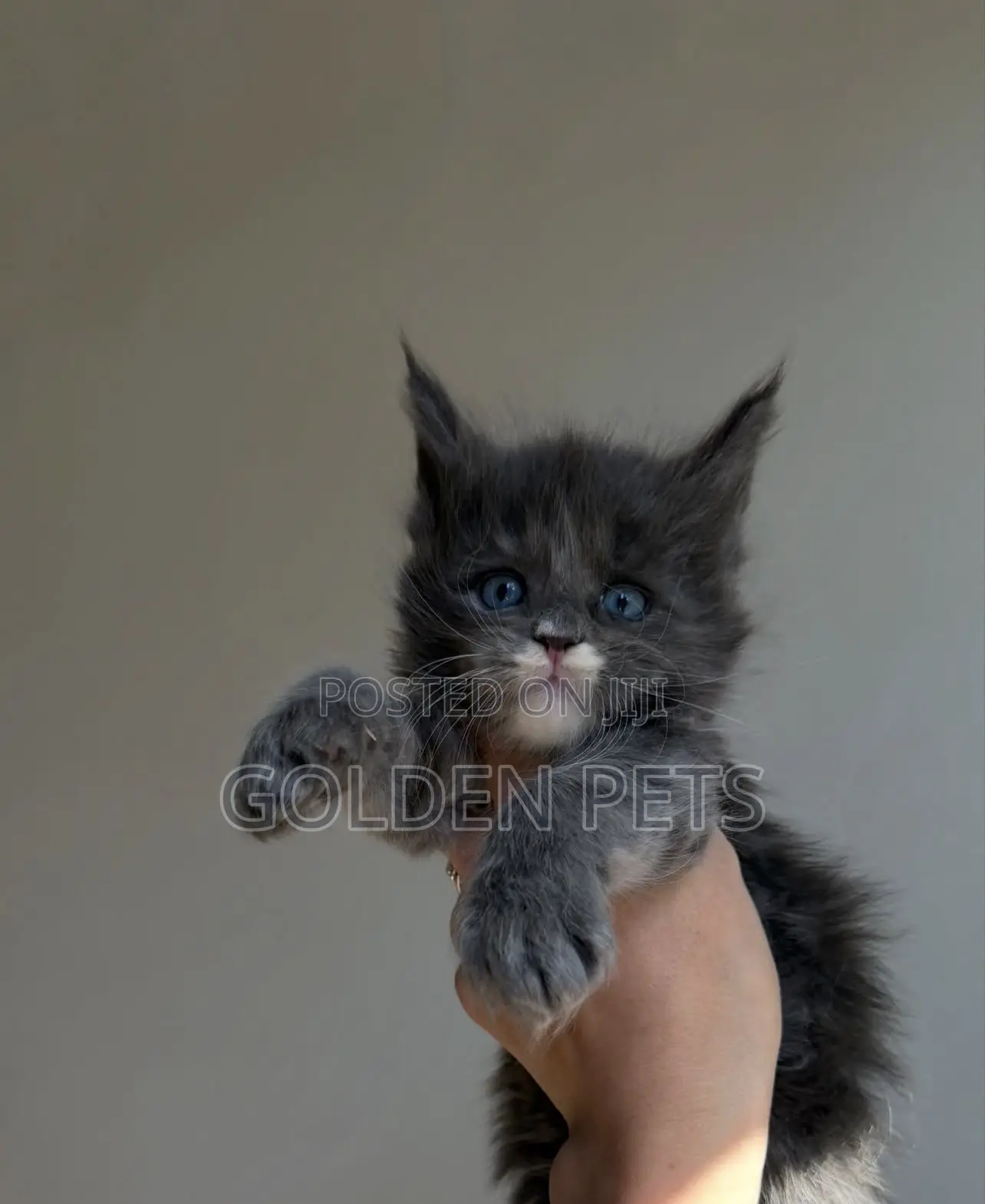 1-3 months Male Purebred Maine Coon