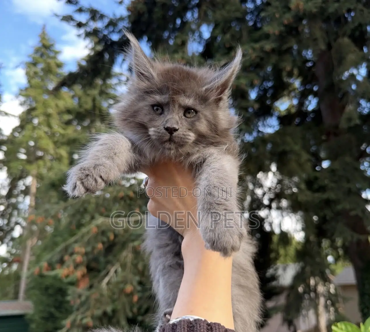 1-3 months Male Purebred Maine Coon
