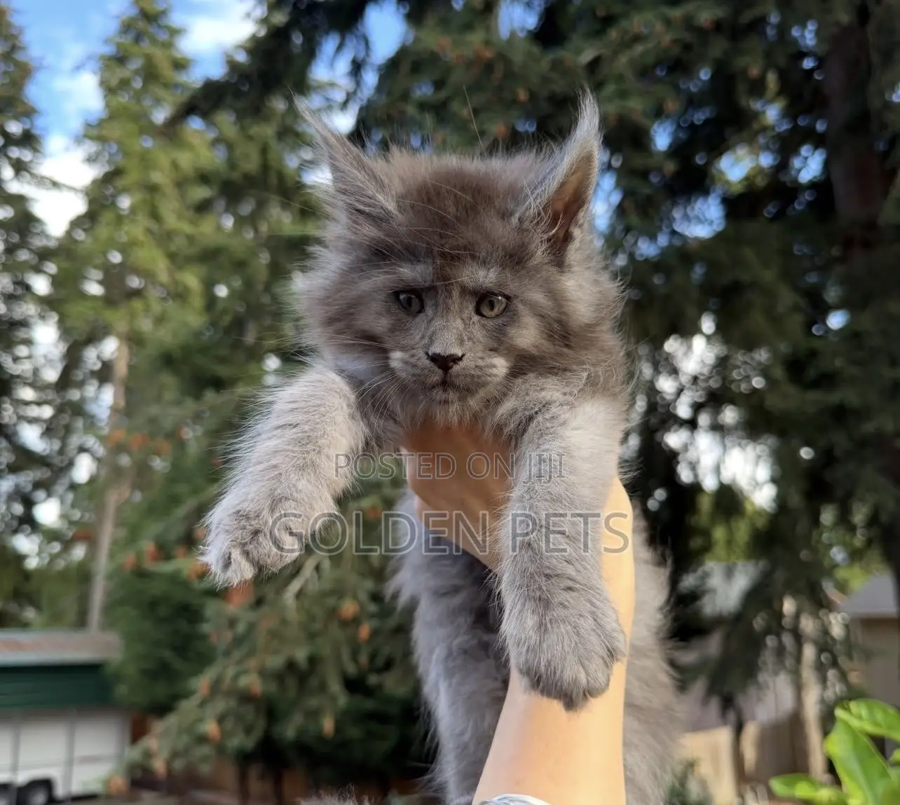 1-3 months Male Purebred Maine Coon