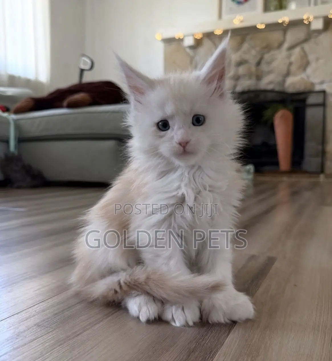 1-3 months Female Purebred Maine Coon