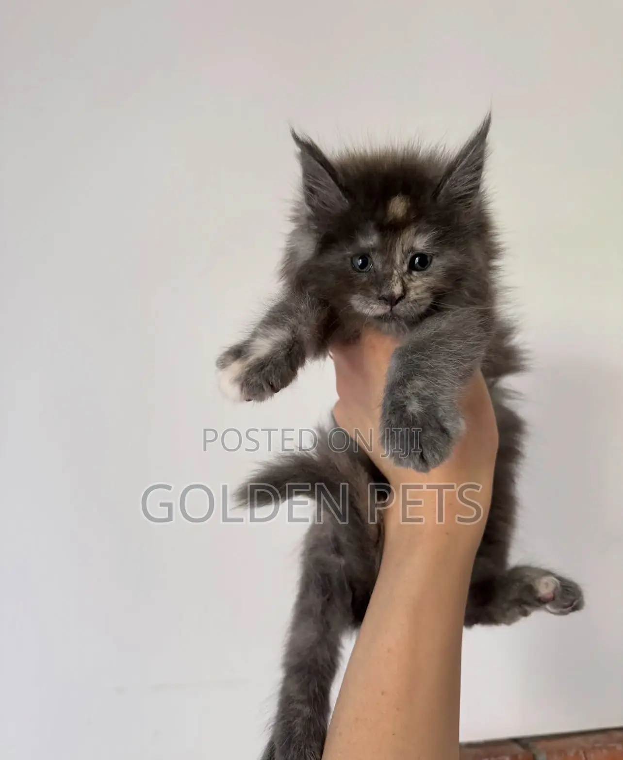 1-3 months Female Purebred Maine Coon